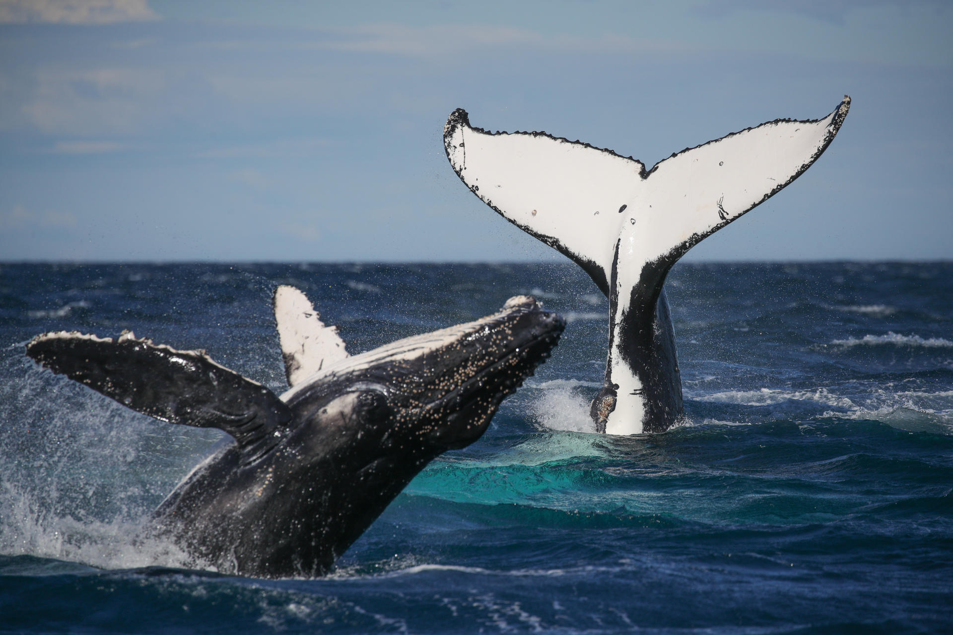 2-Hour Whale Watching Sydney Harbour Cruise - Thumbnail 3