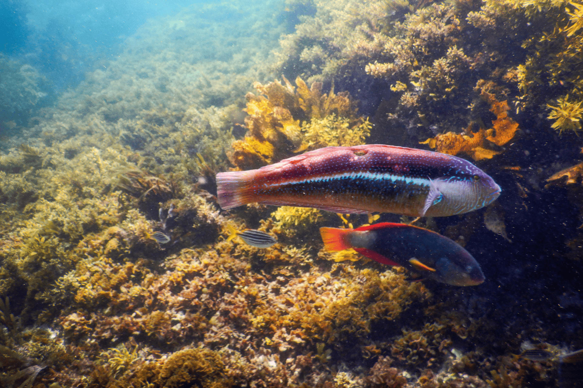 90-Minute Snorkeling Experience Group Tour - Thumbnail 10