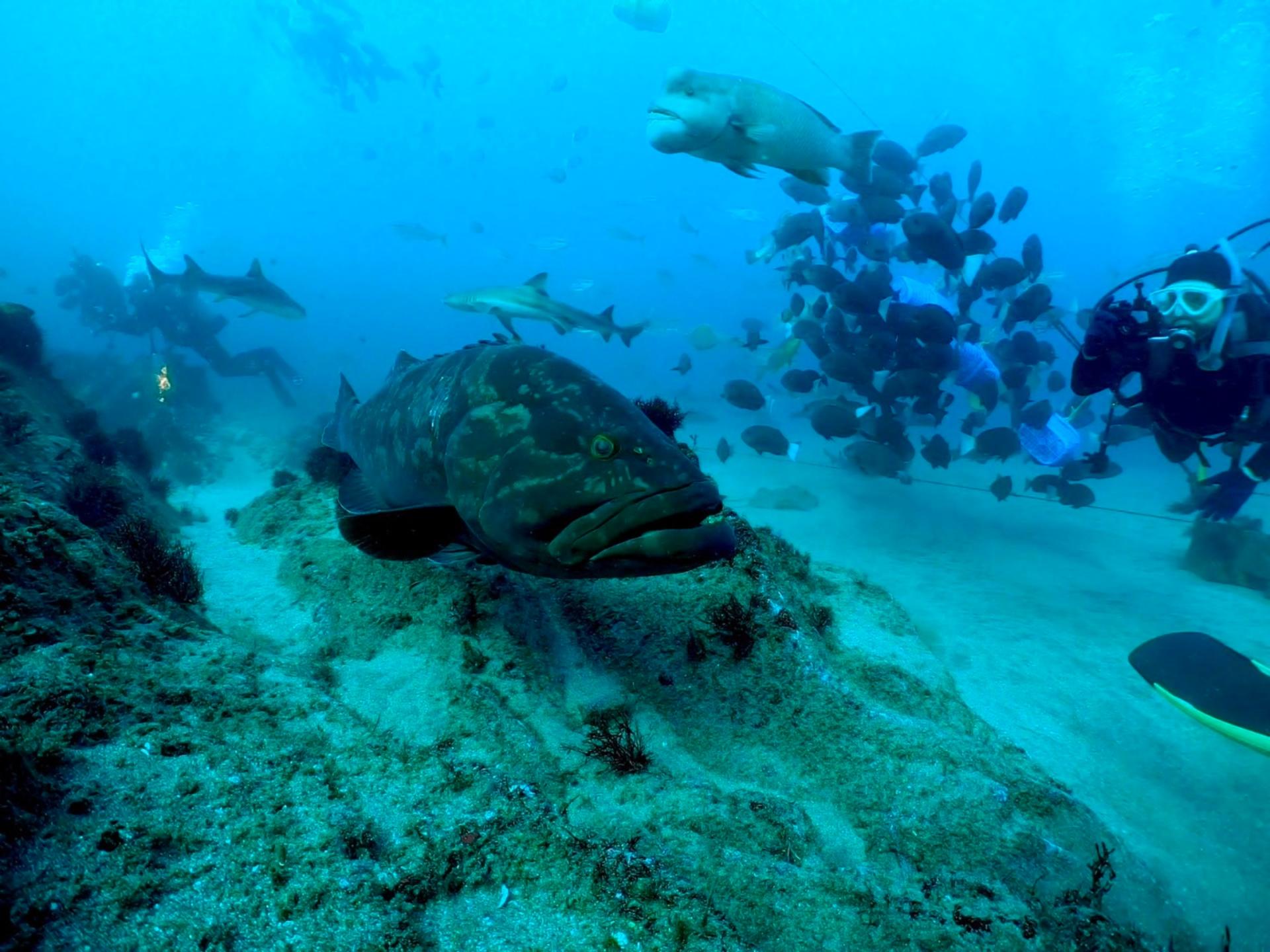 Izu Kogen Diving School Shibuya Branch - Thumbnail 7