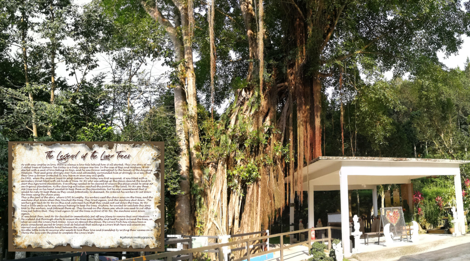 HOGA Gaharu Tea Branch Full-Day Guided Interactive Experience - Thumbnail 5