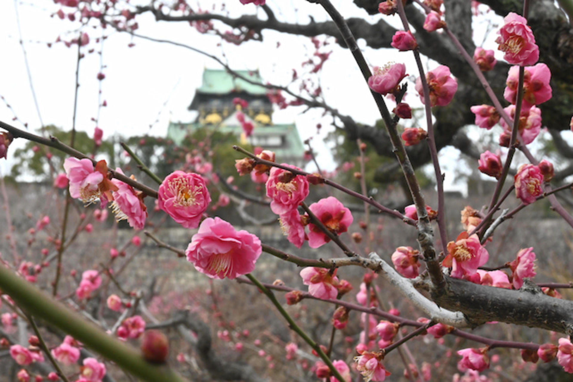 Osaka: Castle Tower Admission / Guided Walking Tour - Thumbnail 2