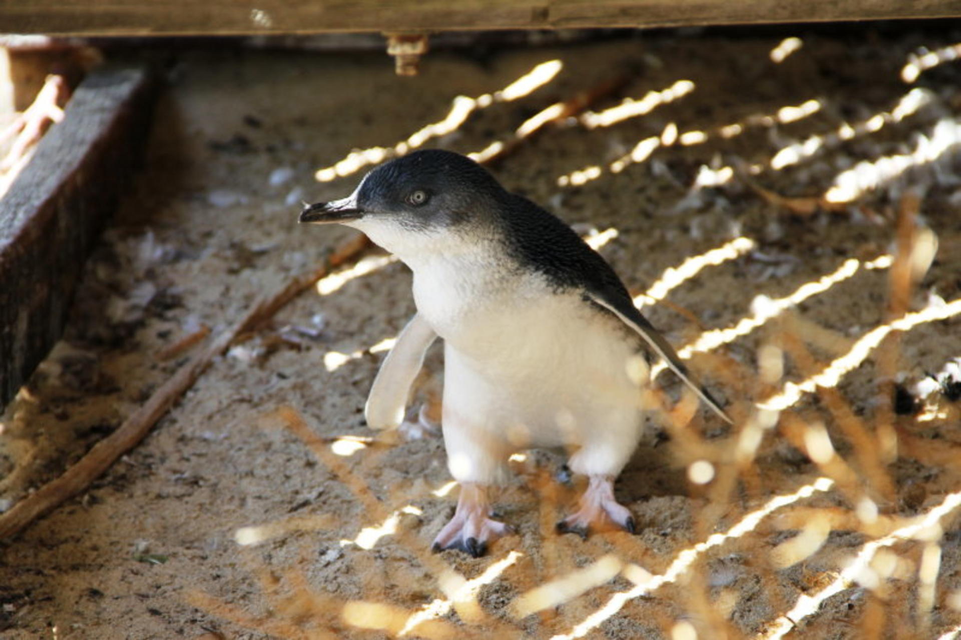 Penguin and Seal Island Sea Kayak Tour from Perth - Thumbnail 5
