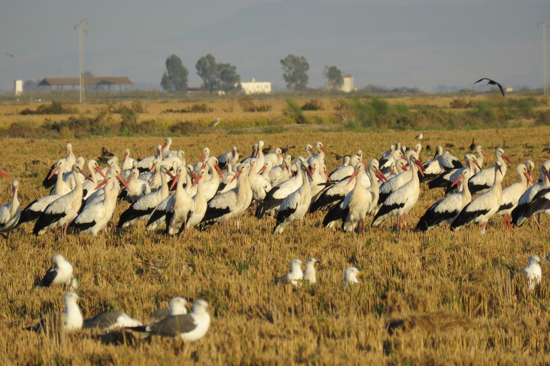 Donana National Park and El Rocio Village Day Tour from Seville - Thumbnail 5