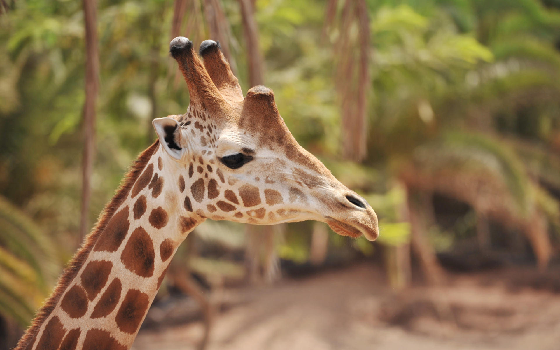 Oasis Wildlife Fuerteventura ticket - Image 1