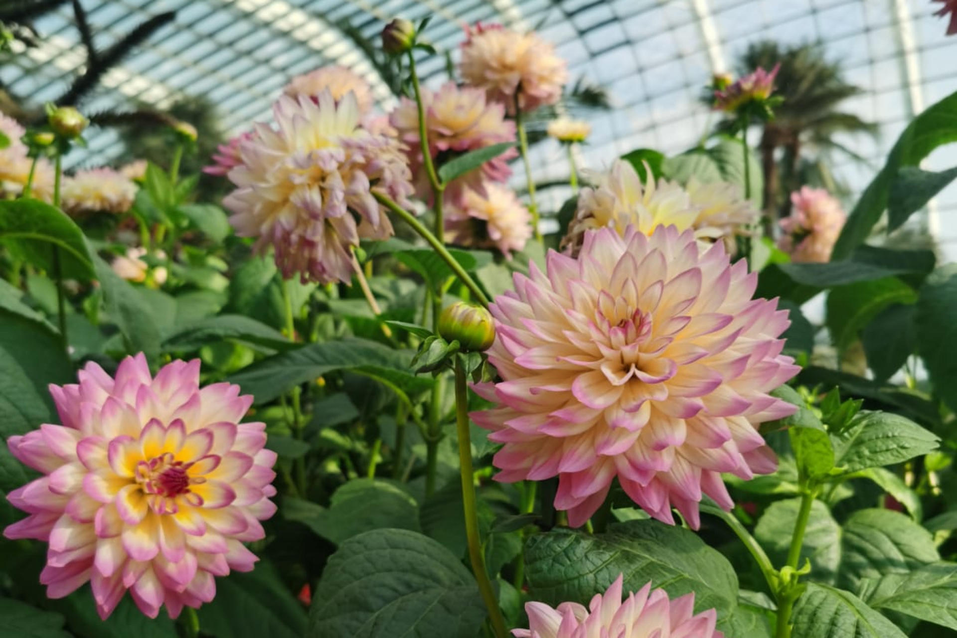 Singapore Gardens by the Bay & Marina Bay Sands Half-Day Tour with Dinner - Thumbnail 3