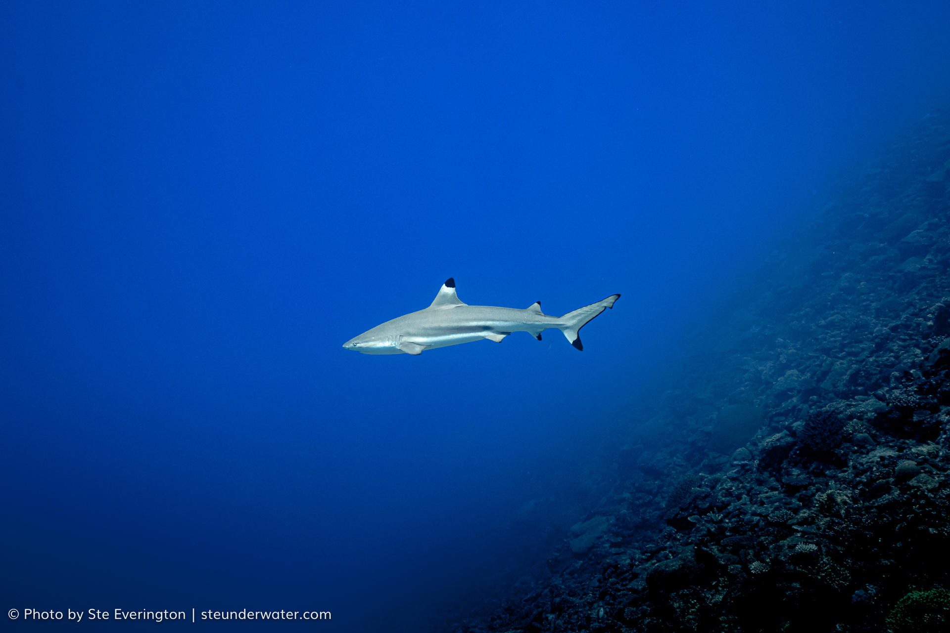 Fiji Shark Dive Extravaganza: Explore 'The Supermarket' Vibrant Reef - Image 1