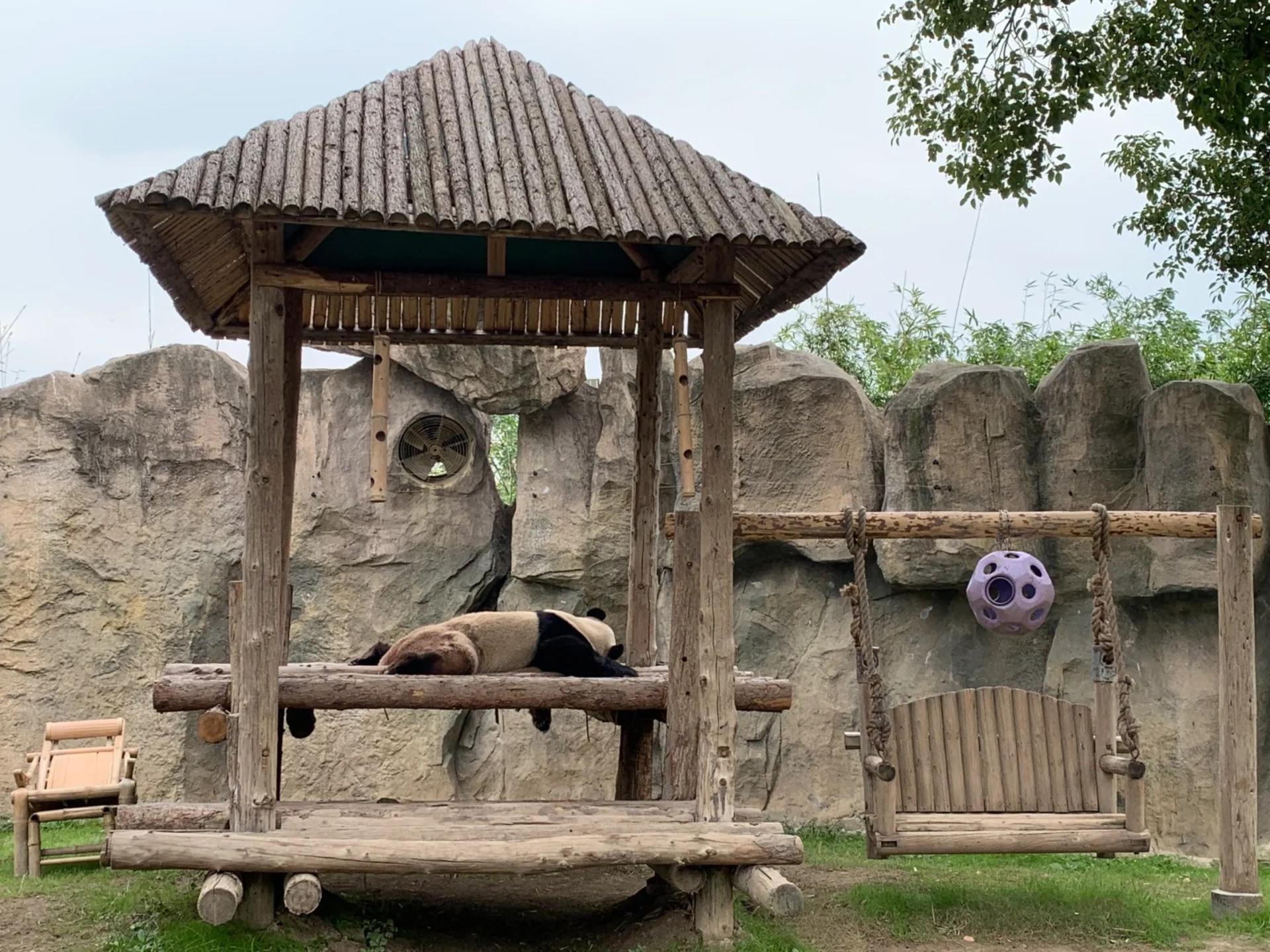 Shanghai Wild Animal Park Full-Day Animal Encounter Tour - Thumbnail 6