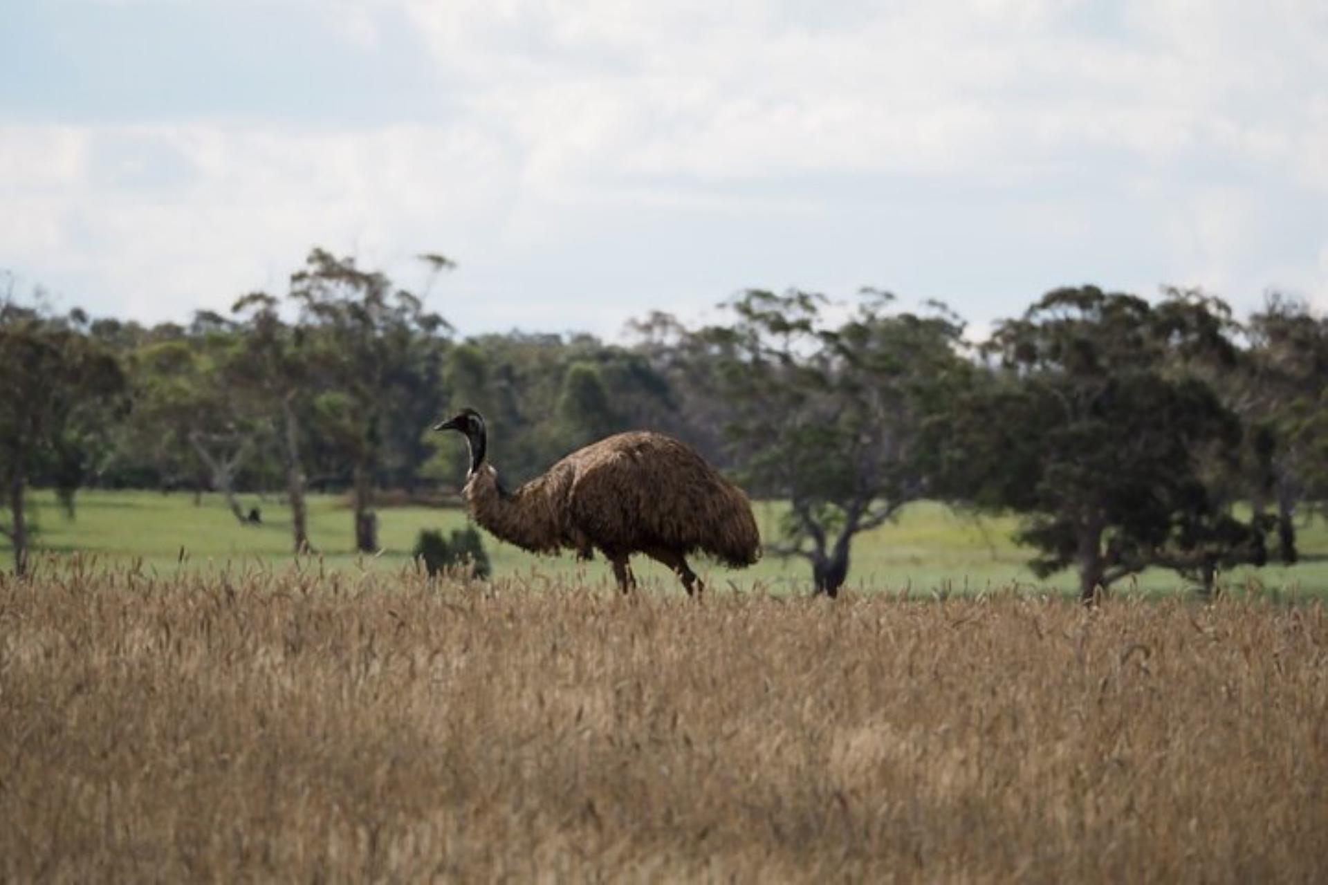 Sydney Wildlife Safari from Sydney - Thumbnail 14