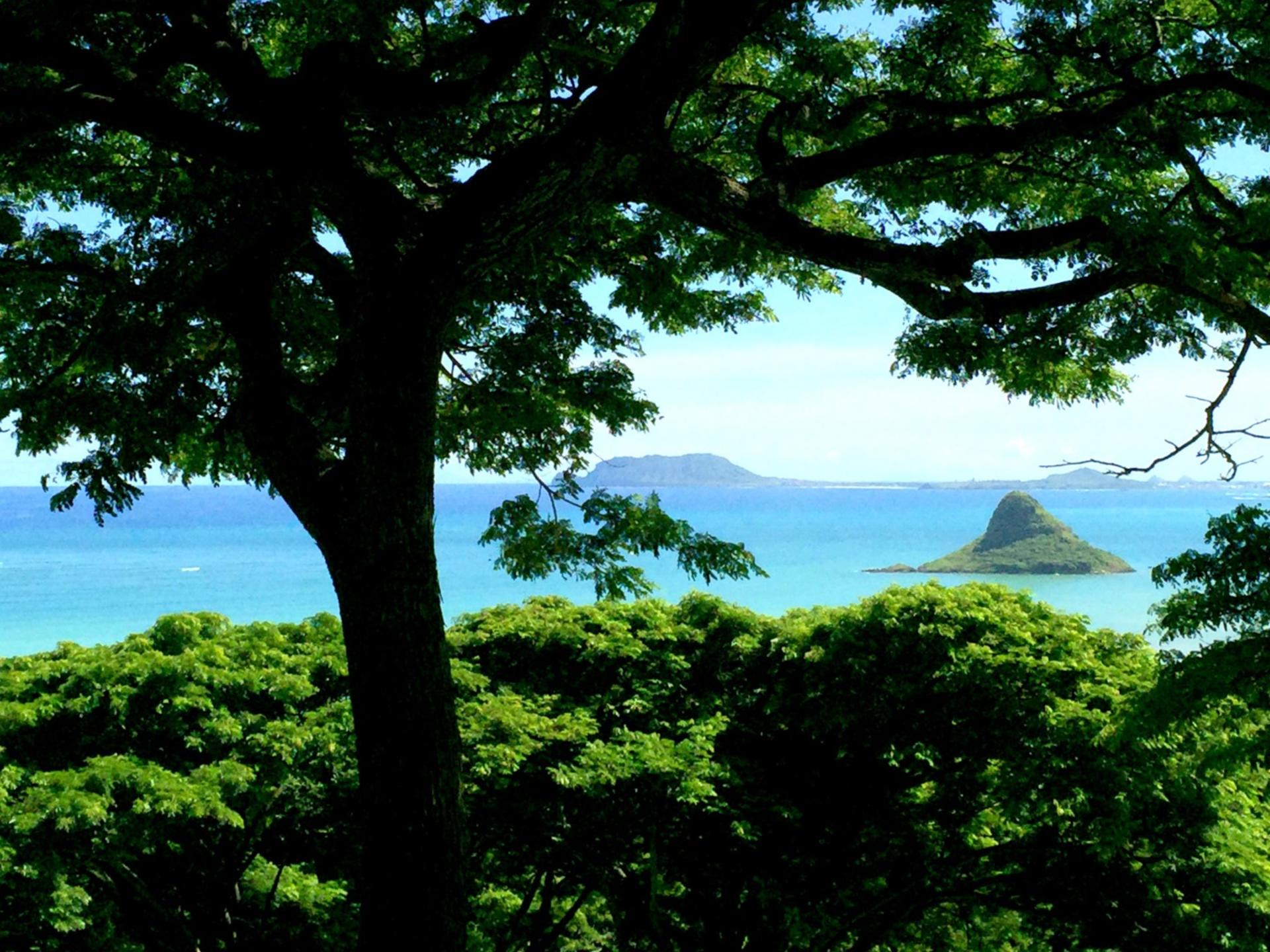 Kaneohe Hakipu u Rainforest Jungle Expedition - Thumbnail 3