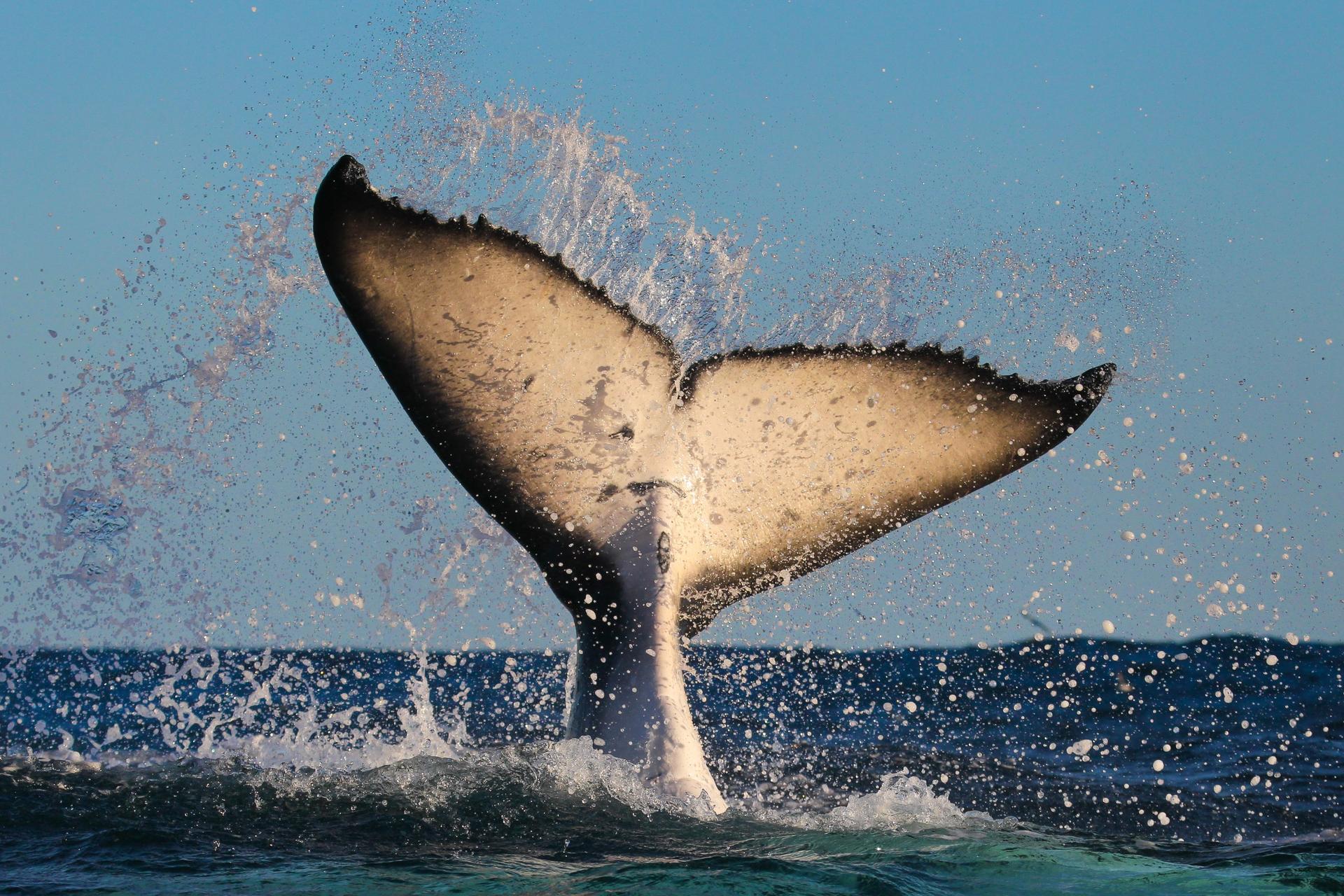 2.5-Hour Whale Watching Discovery Cruise on Sydney Harbour - Thumbnail 5