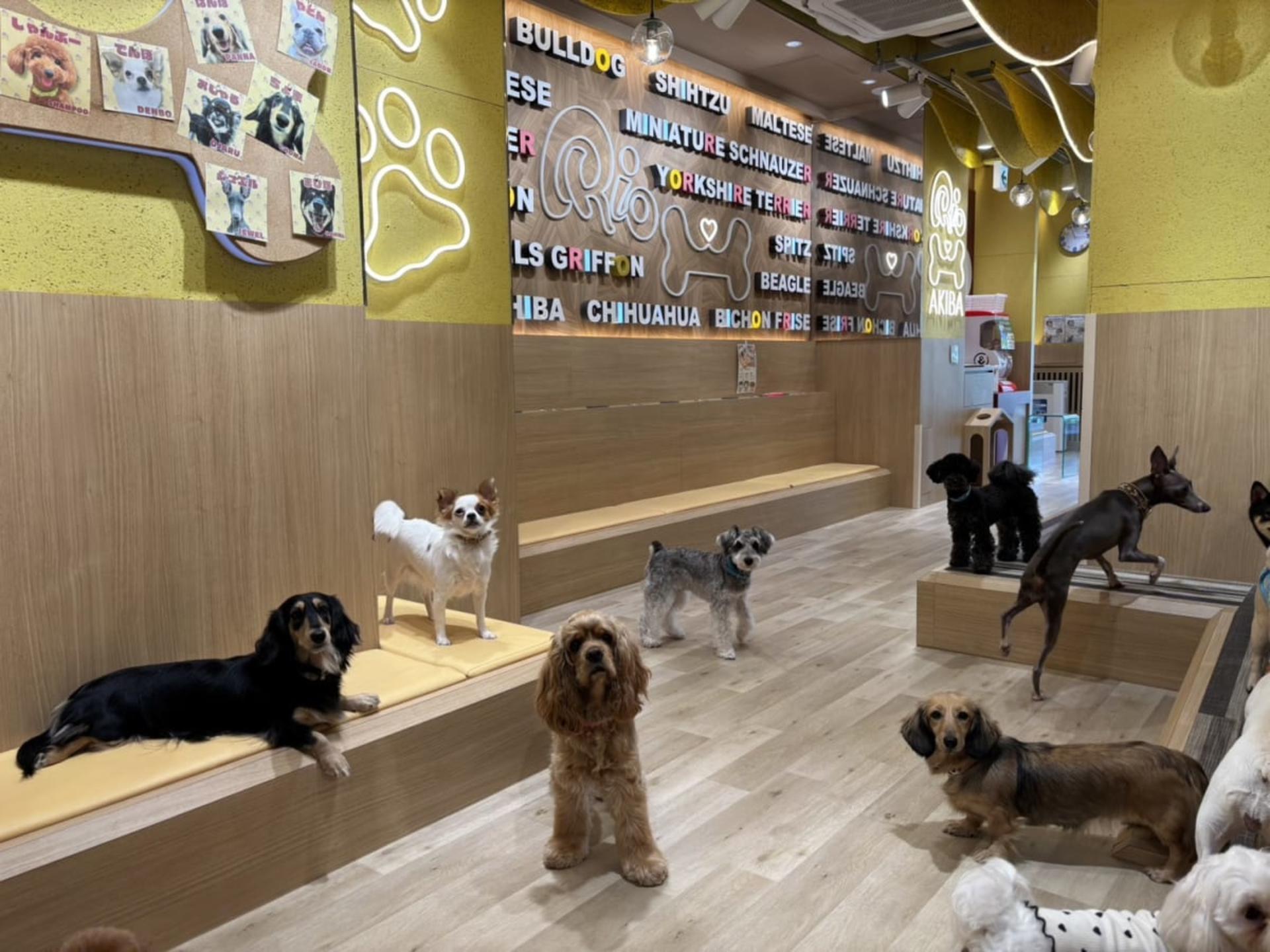 Play with Dogs at Dog Cafe Rio Akihabara [Dog Cafe Rio Akihabara] - Thumbnail 8