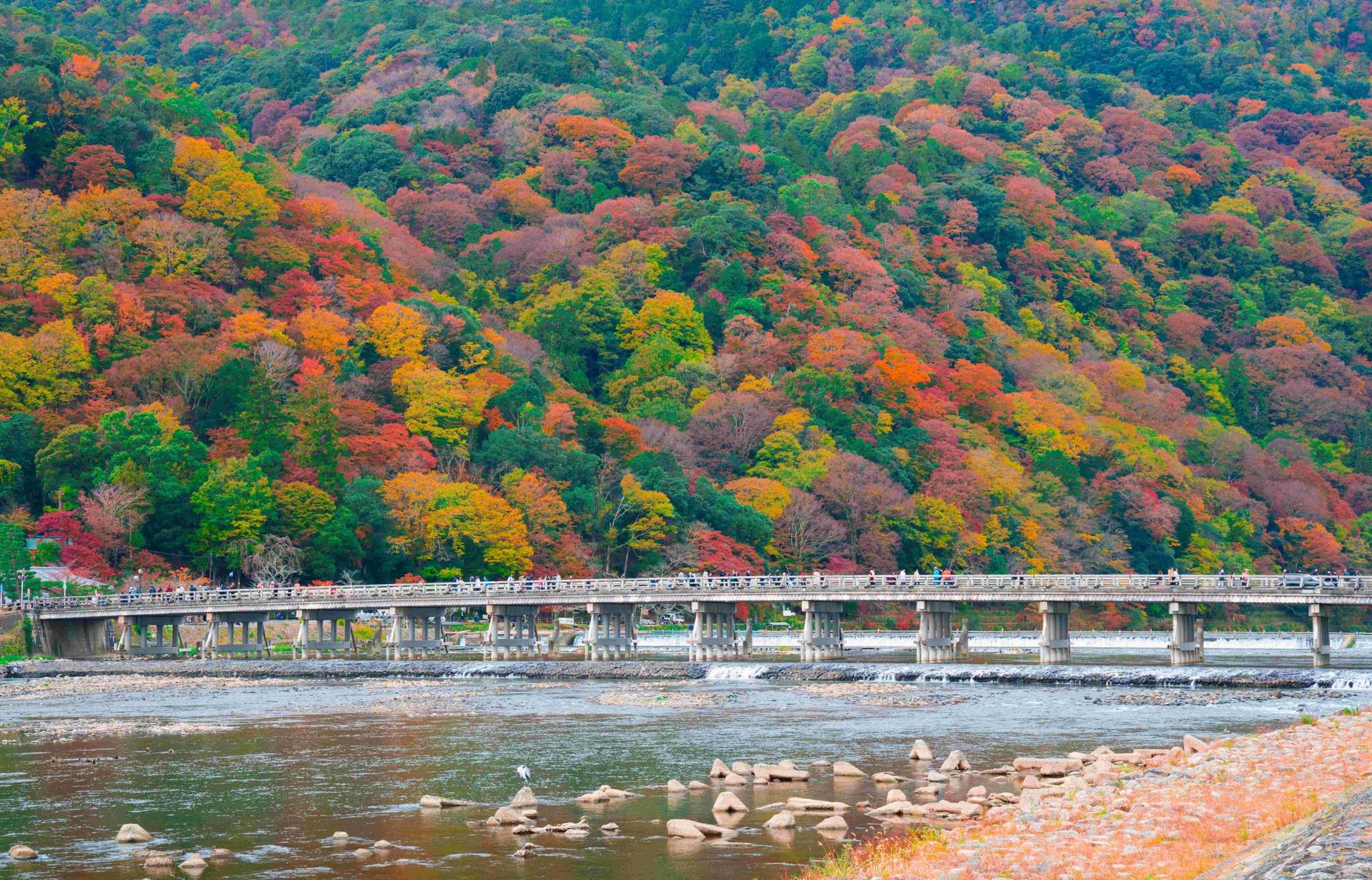 Kyoto Arashiyama Fushimi Inari and Nara Deer Day Tour - Thumbnail 3