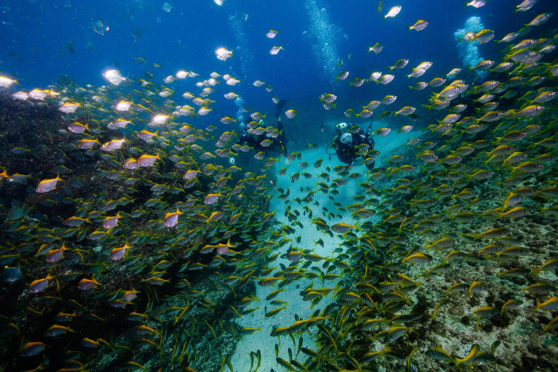 Wonder Reef Diving Experience in Gold Coast - Image 1
