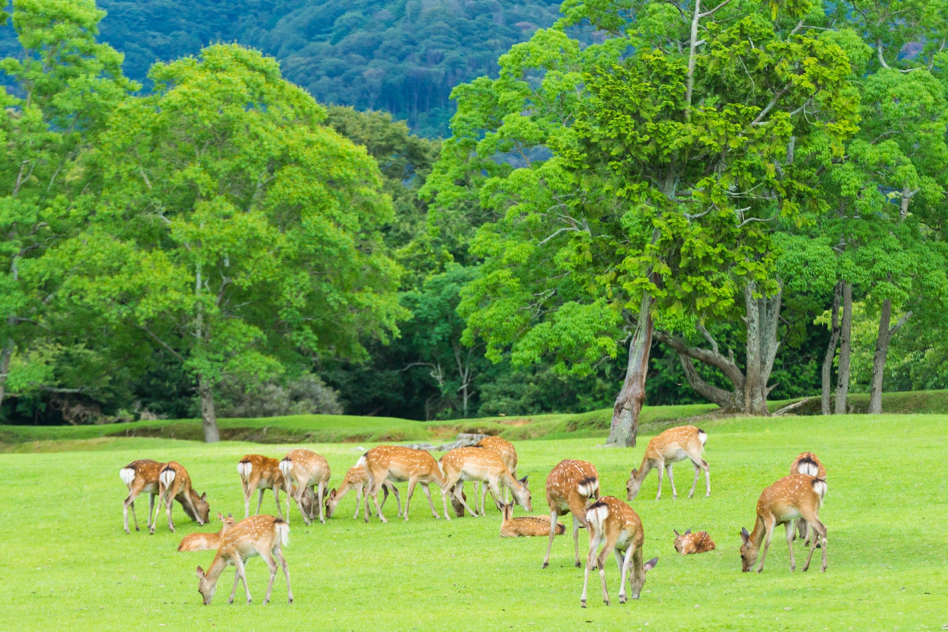 【Kyoto & Nara Historical and Cultural Scenic Day Tour】Arashiyama Scenic Railway & Fushimi Inari-taisha Shrine Senbon Torii & Nara Park & Togetsukyo Bridge & Bamboo Grove Path & Kimono Forest (Departing from Osaka or Kyoto) - Thumbnail 3