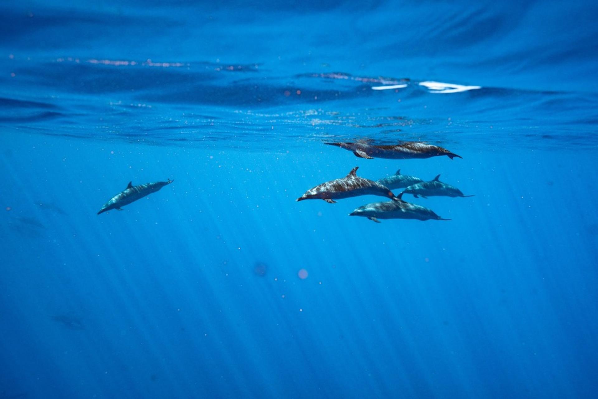 Dolphin Swim and Snorkel With Ocean Activities in Oahu - Thumbnail 7