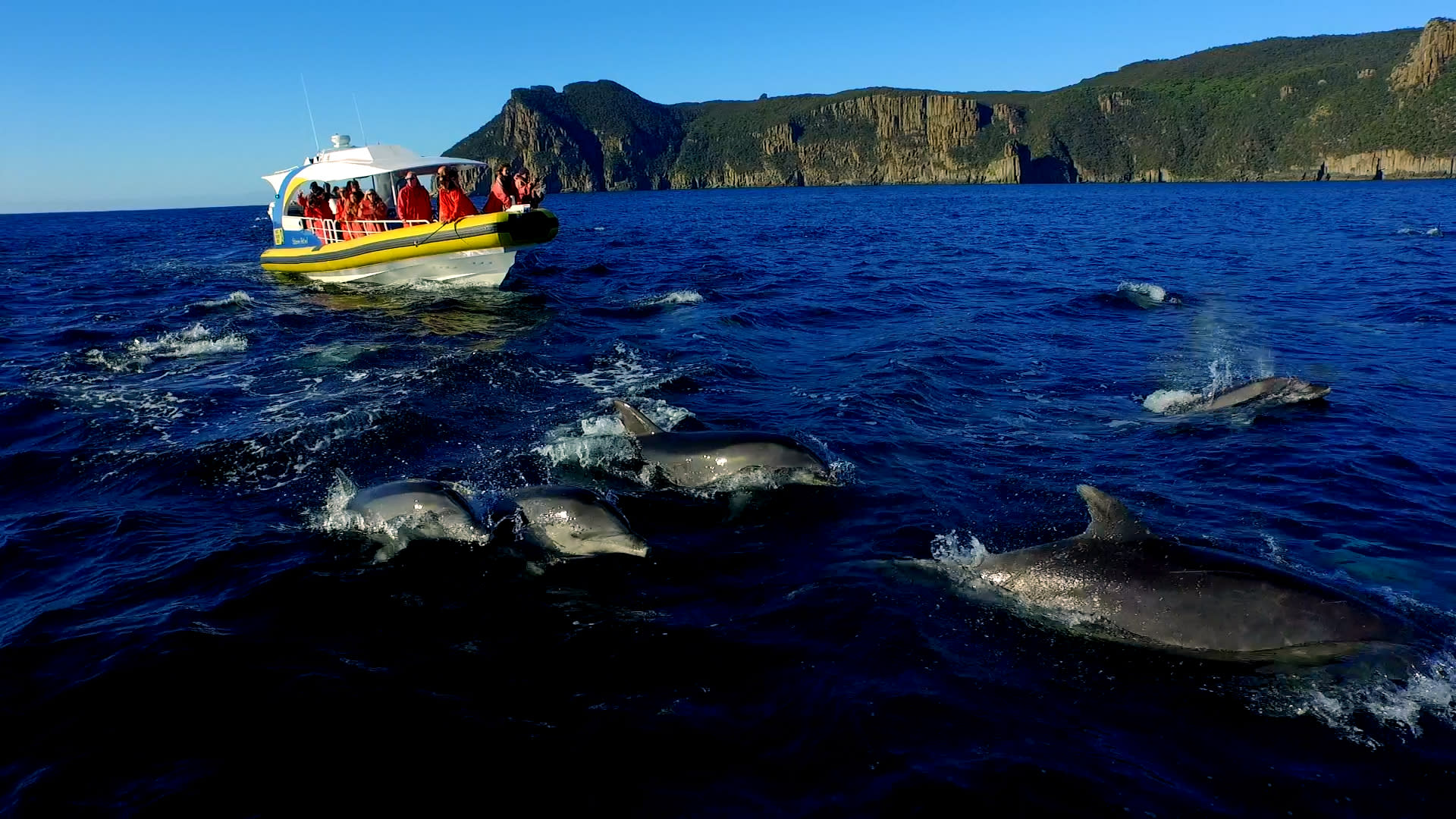 Tasman Island Cruises Full Day Tour from Hobart - Thumbnail 3