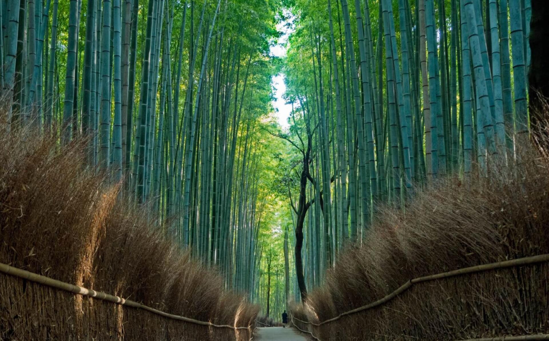 Walking Tour of Western Kyoto : Arashiyama, Kinkakuji and Koboshi - Image 1