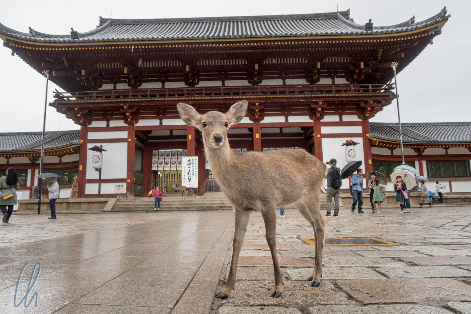 Kobe, Nara Park & Osaka from Kyoto - Thumbnail 2