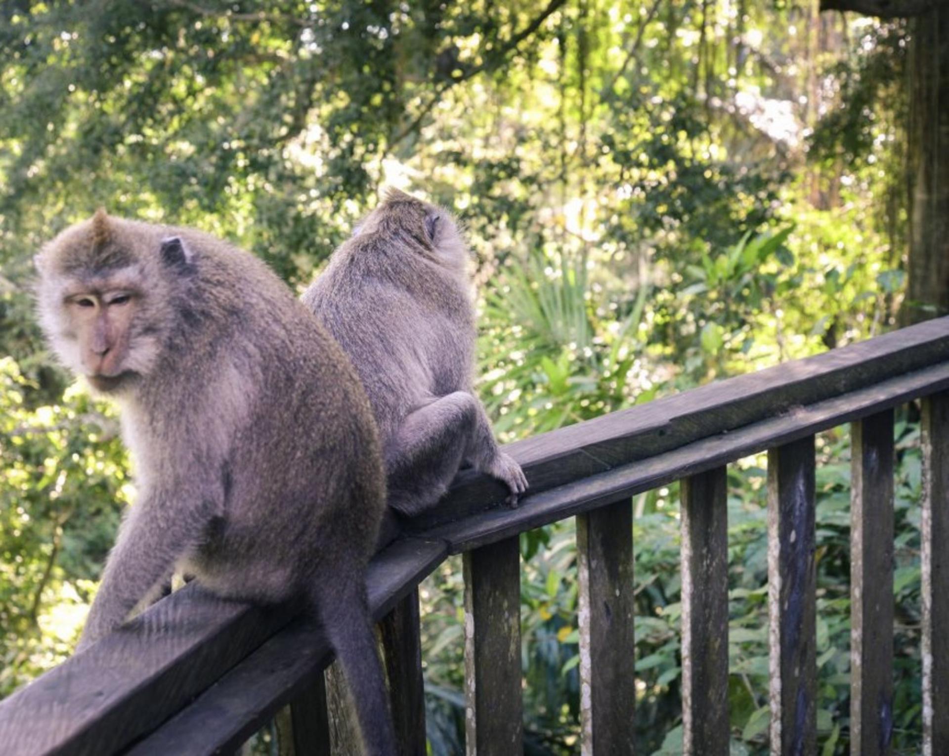 Sacred Monkey Forest Ubud Ticket