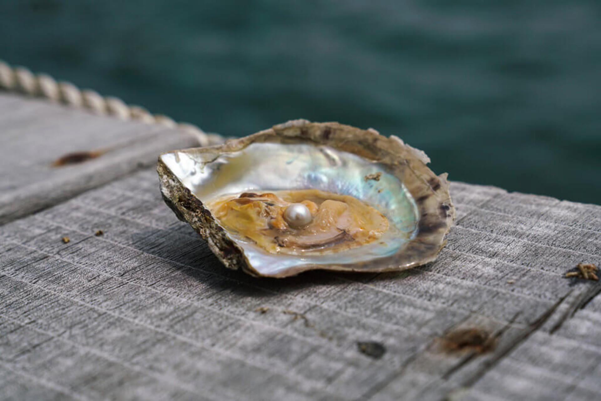 Sai Kung Pearl Workshop - Thumbnail 2