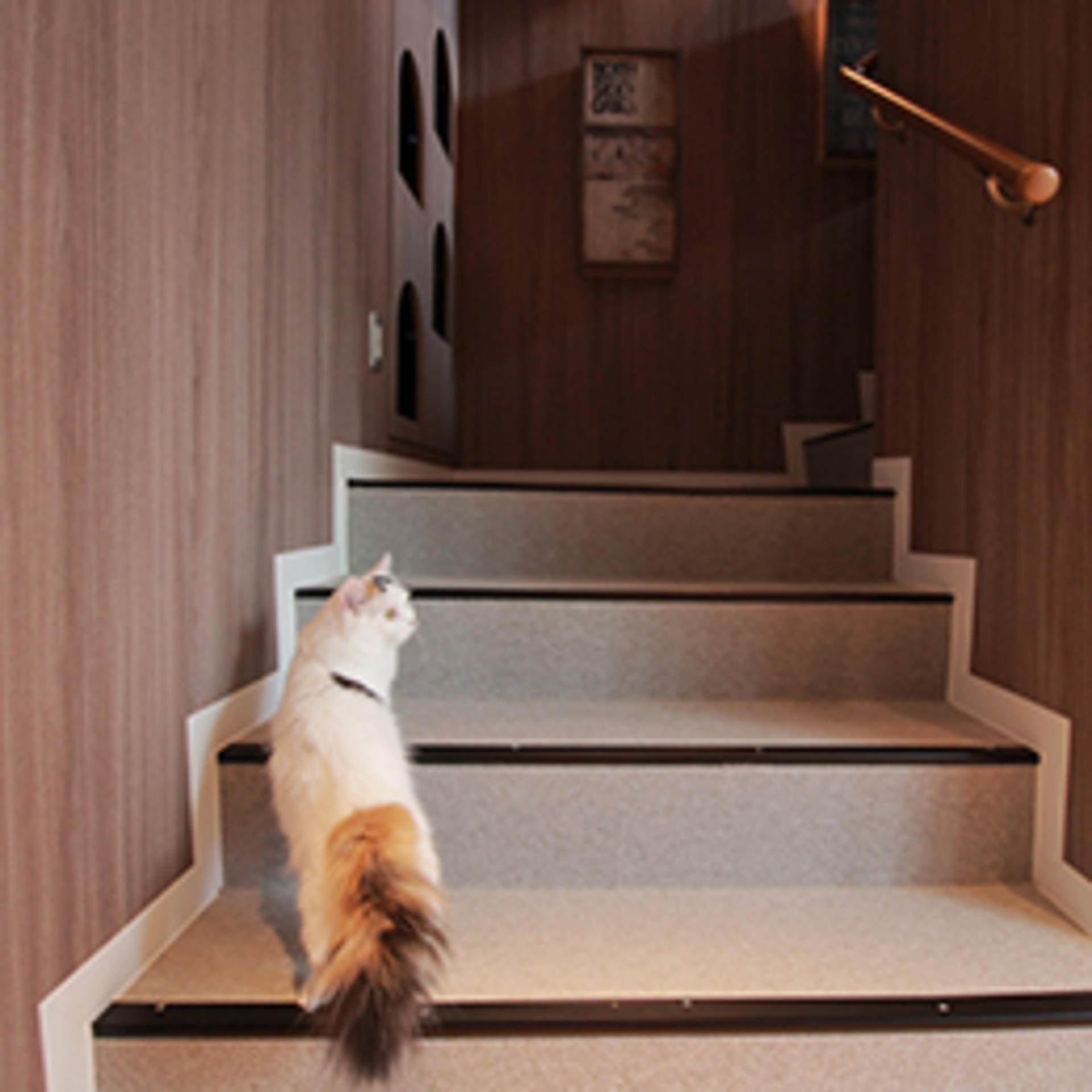Cat Cafe MOCHA  (Shibuya Center-gai) - Thumbnail 2