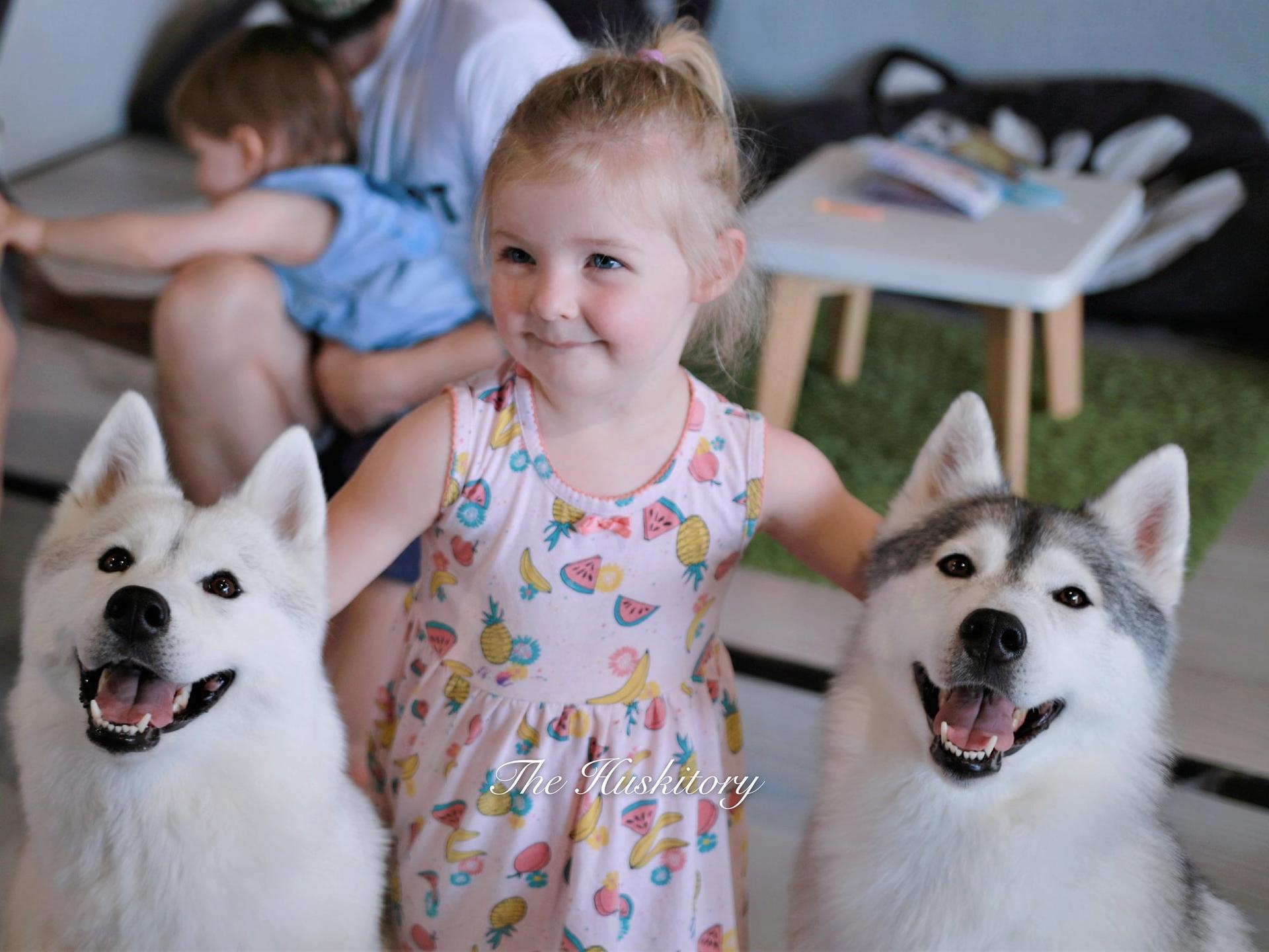 Siberian Husky and Shiba Inu Experience Centre in Melaka - Thumbnail 2
