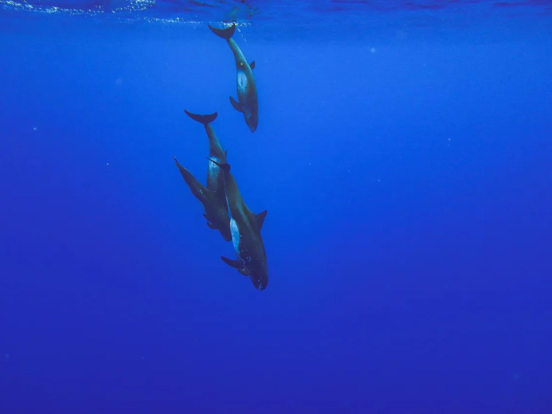 Pelagic Wildlife Excursion Experience in Honolulu - Thumbnail 4