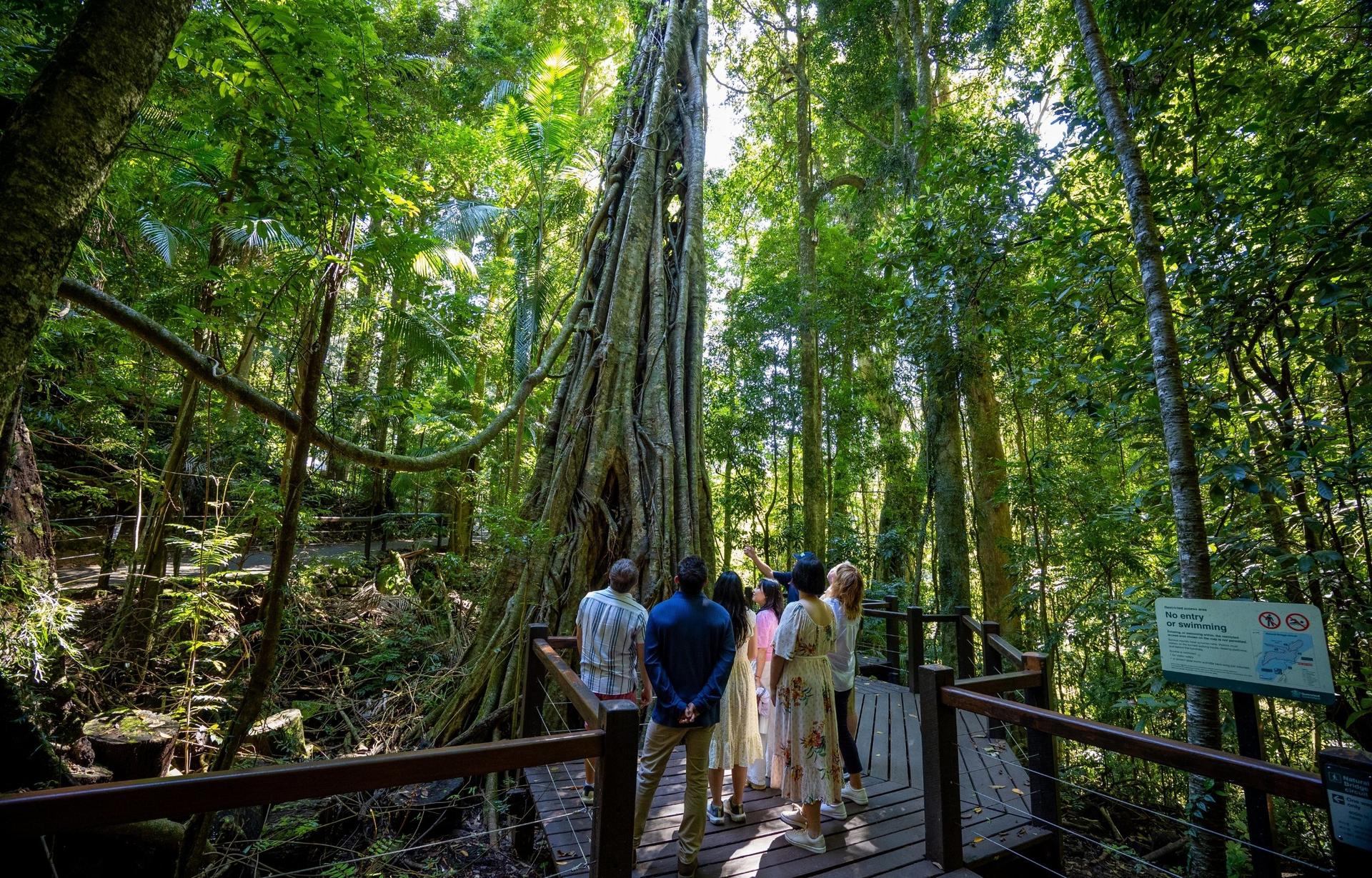 Natural Bridge and Springbrook Waterfalls Tour from Gold Coast - Thumbnail 7