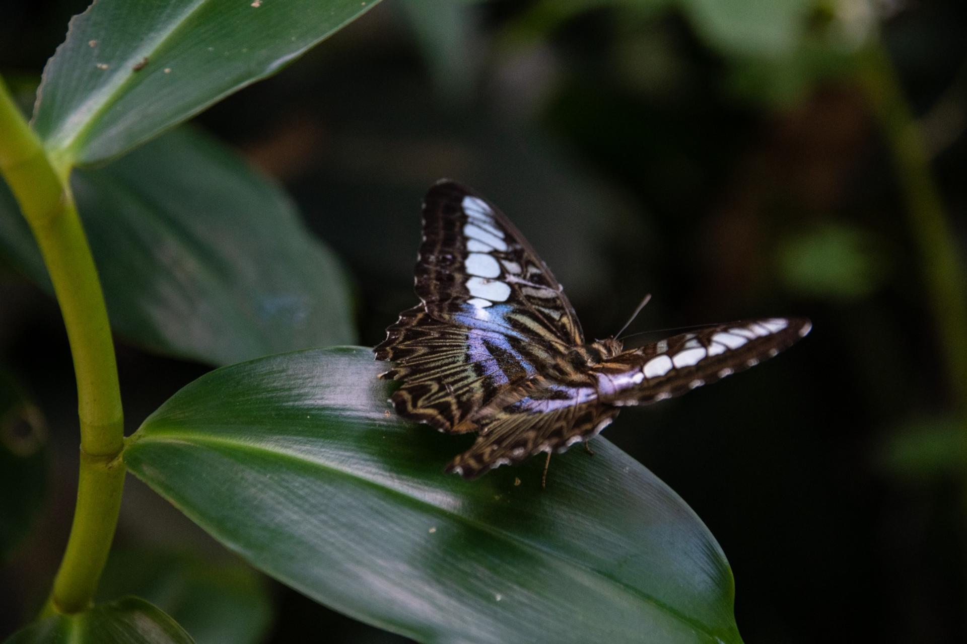 KL Bird Park, Butterfly Park and Garden Tour with Scenic Buggy Ride - Thumbnail 2