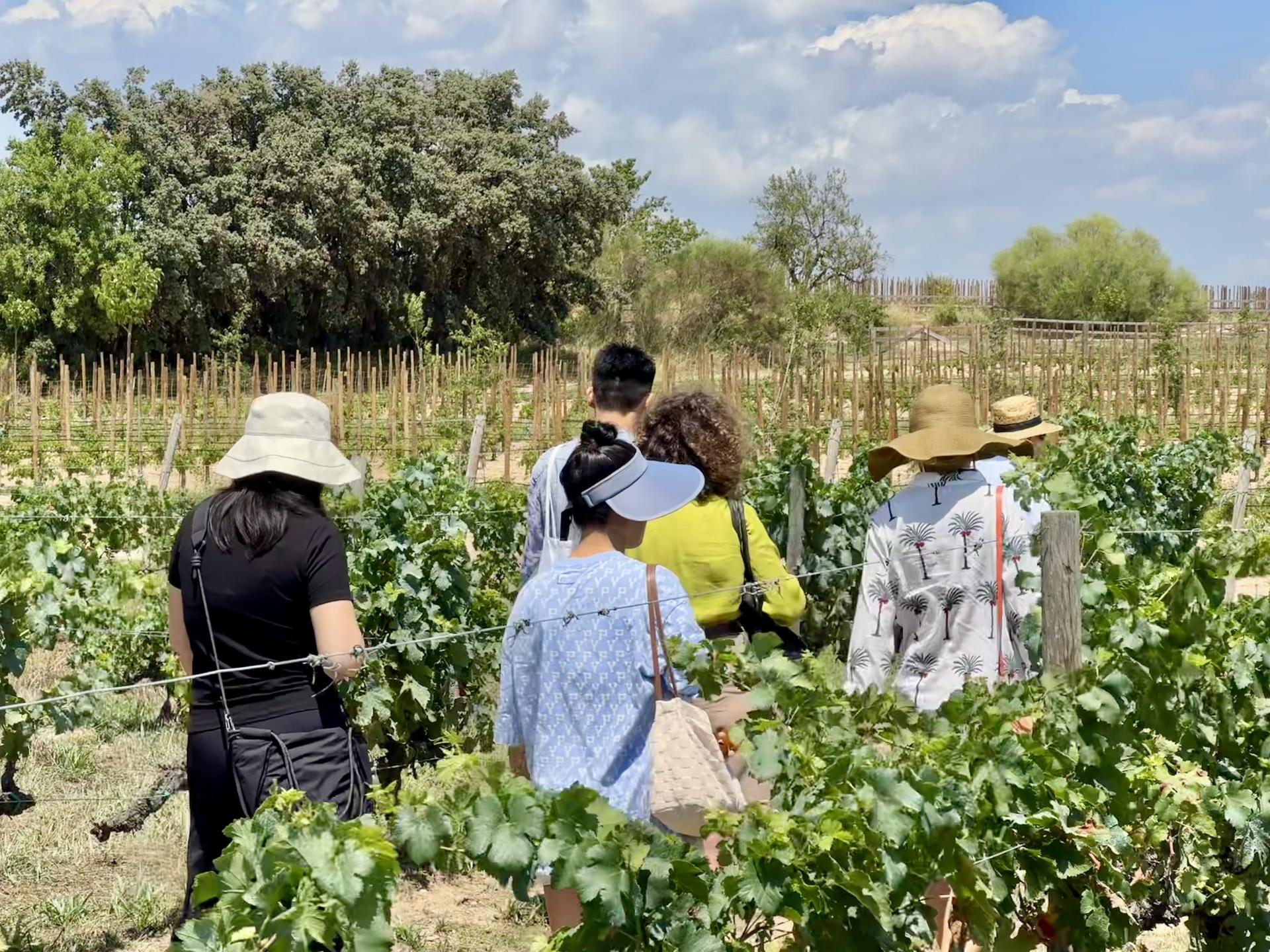 Barcelona Torres Winery Half-Day Small Group Tour - Thumbnail 8