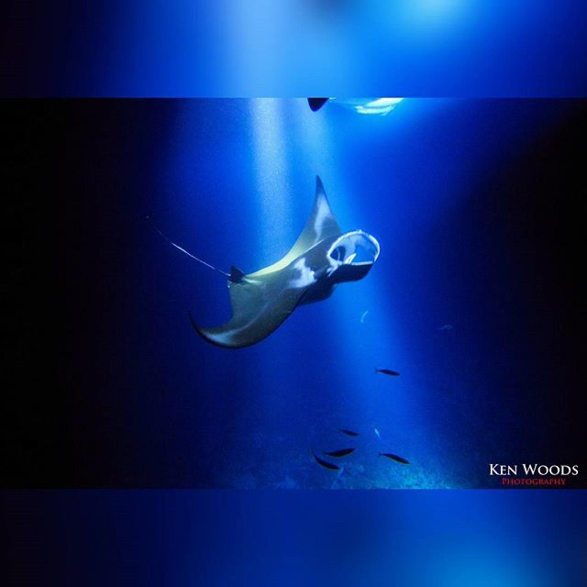 Hawaii Manta Ray Night Snorkel Experience - Thumbnail 3