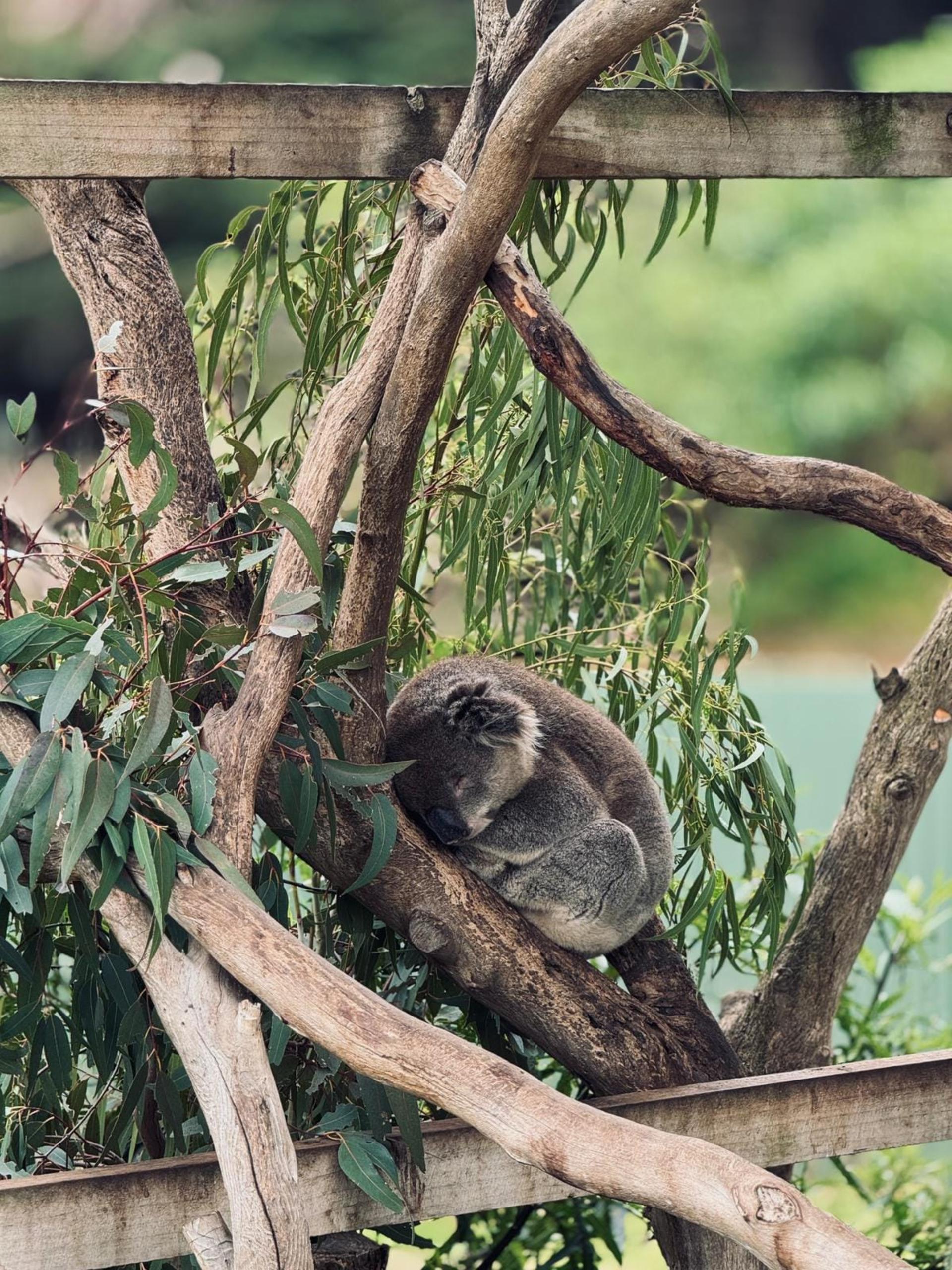 Melbourne: Private Yarra Valley Winery & Healesville Sanctuary Tours - Thumbnail 33