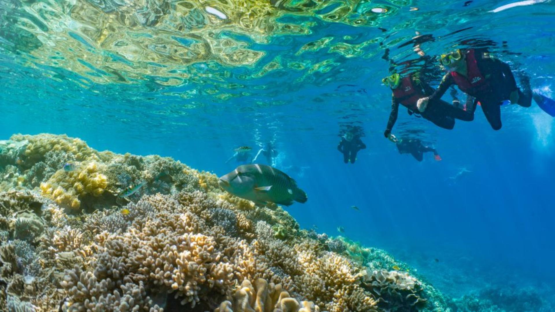Cairns Great Barrier Reef Full-Day Tour with Helicopter Flight - Thumbnail 3