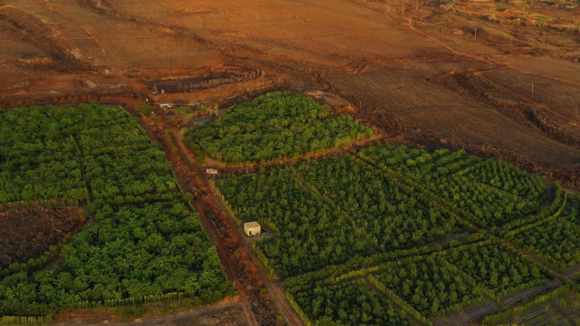 Maui Ku'ia Estate Cacao Farm Tour in Lahaina - Thumbnail 2