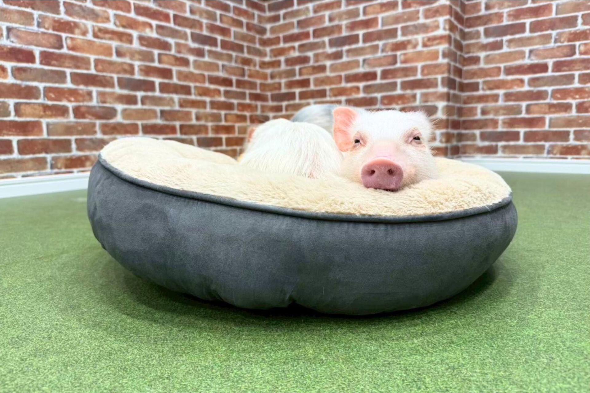 Micro Pig Cafe Experience in Osaka – Meet & Play at Buta Goya - Thumbnail 4