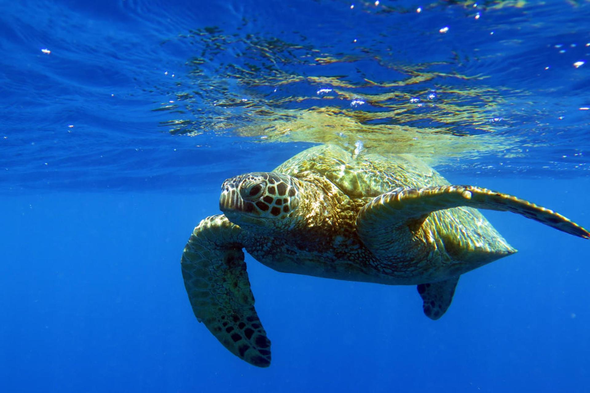 Turtle Canyon Snorkeling Adventure in Honolulu - Image 1