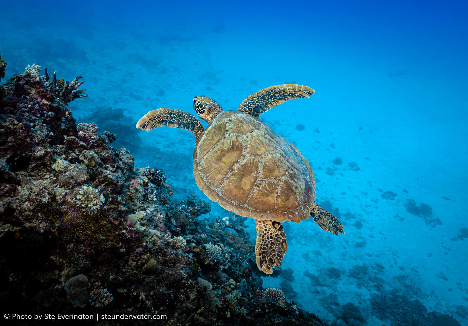 Fiji Dive Adventure: Discover Tokoriki's Underwater Wonders - Thumbnail 7