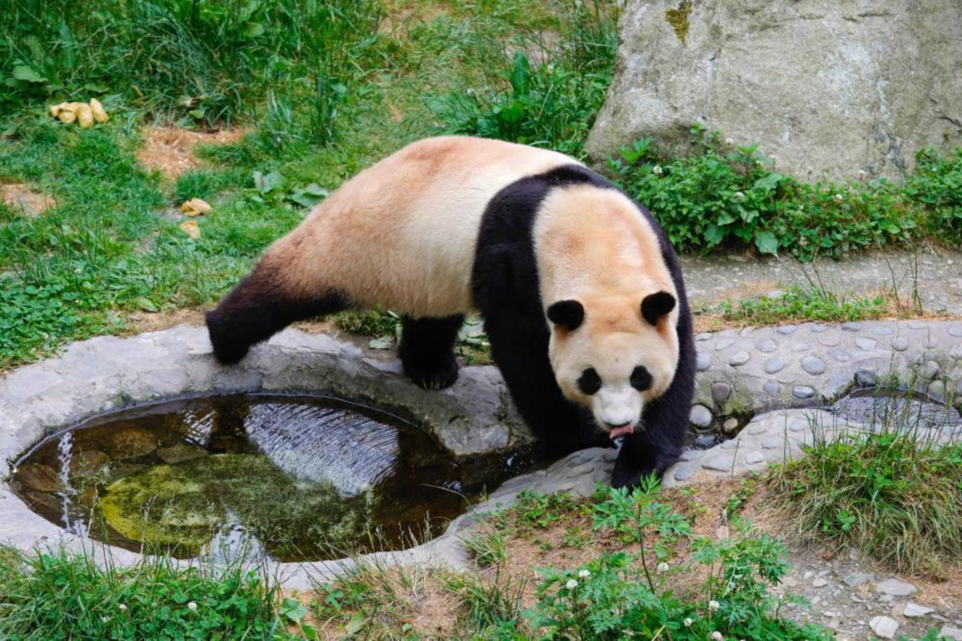 Private Car Tour: Chengdu Round Trip to Shenshuping Panda Base & Dujiangyan Irrigation System Day Tour - Thumbnail 3