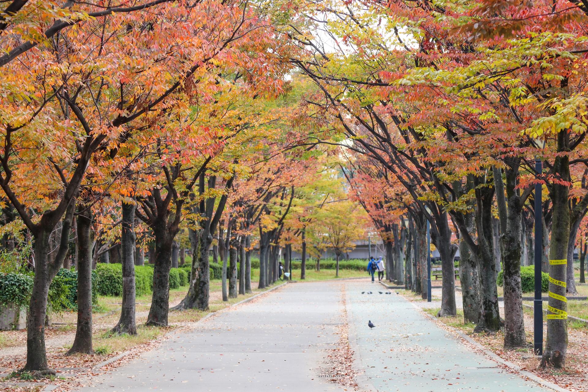 Osaka Castle & Local Neighborhoods 5h Bike Tour with Lunch - Thumbnail 11