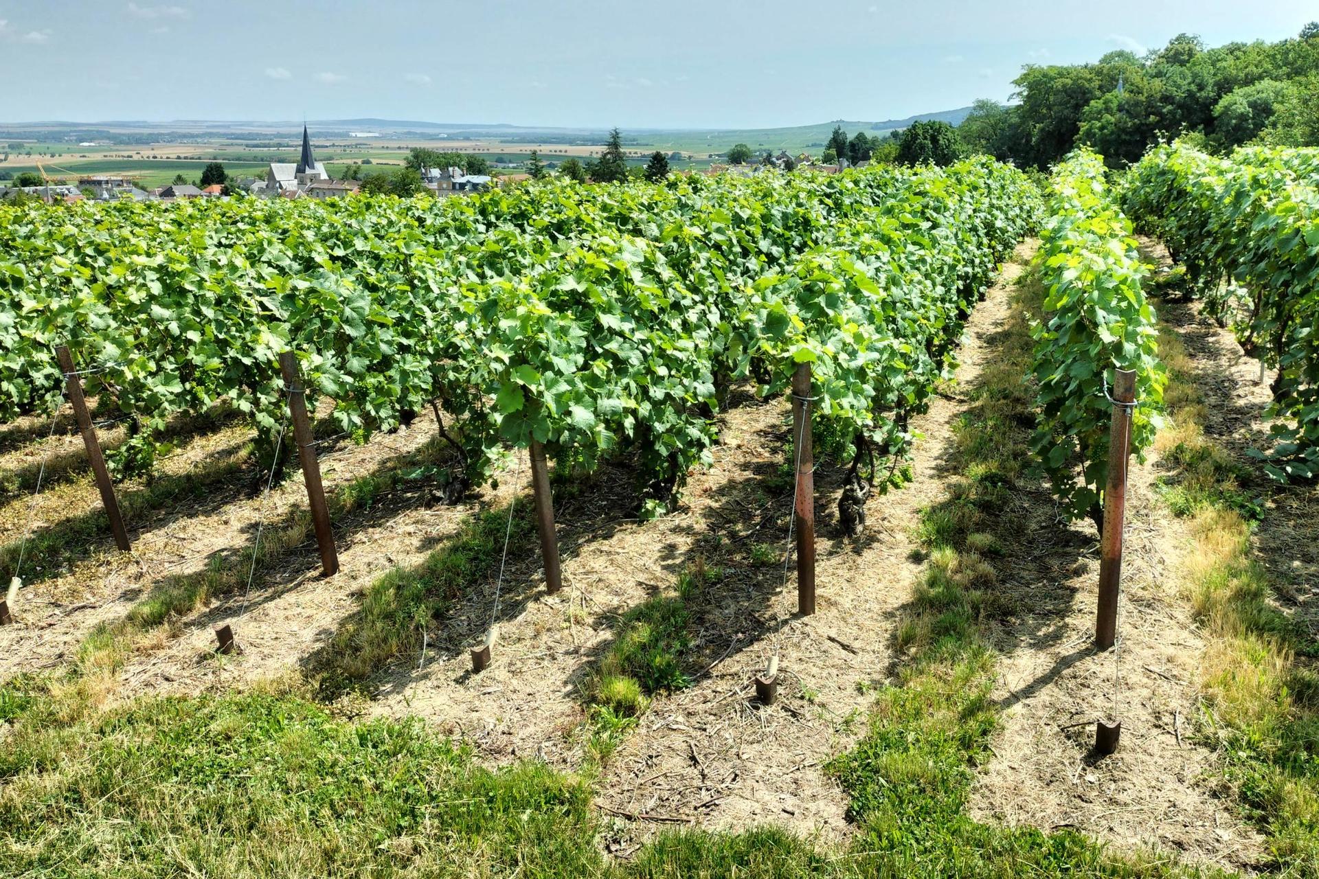 Champagne Tasting at three Family Estates Tour with Lunch from Reims - Thumbnail 7