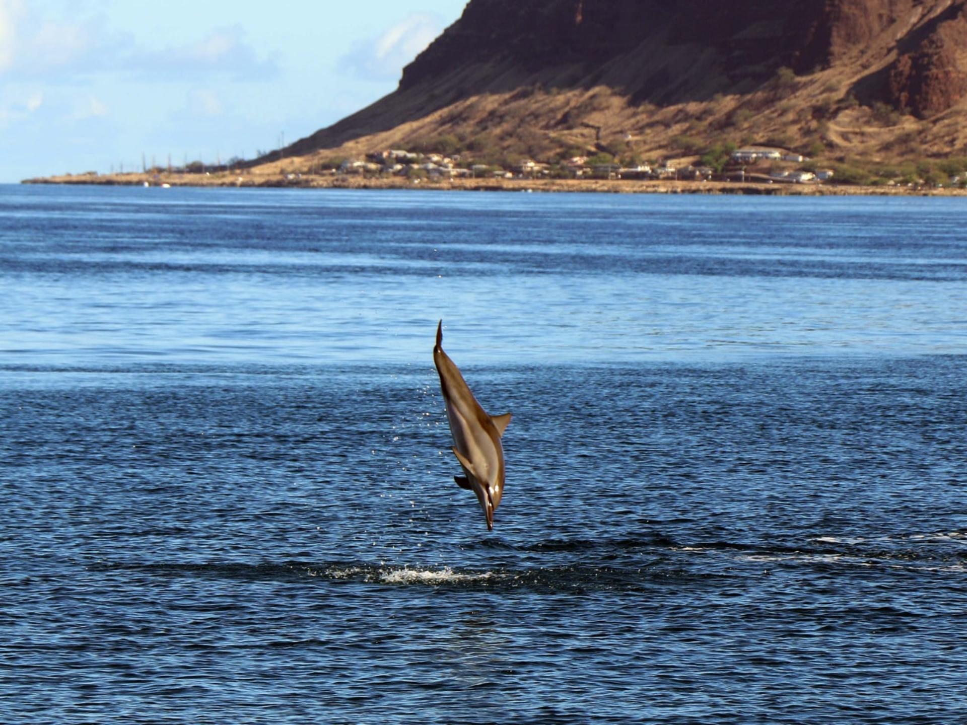 Zipline & Dolphin Watching Snorkel Adventure in Oahu - Thumbnail 10