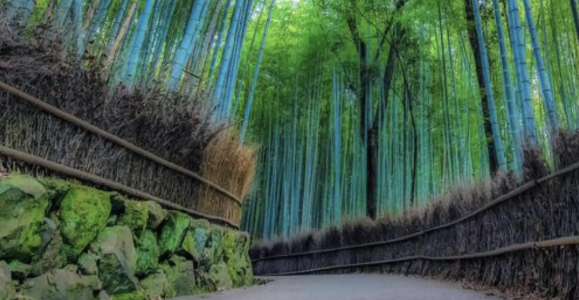Kyoto: Arashiyama Unveiled – Bamboo, Temple, Matcha, Monkeys - Thumbnail 30