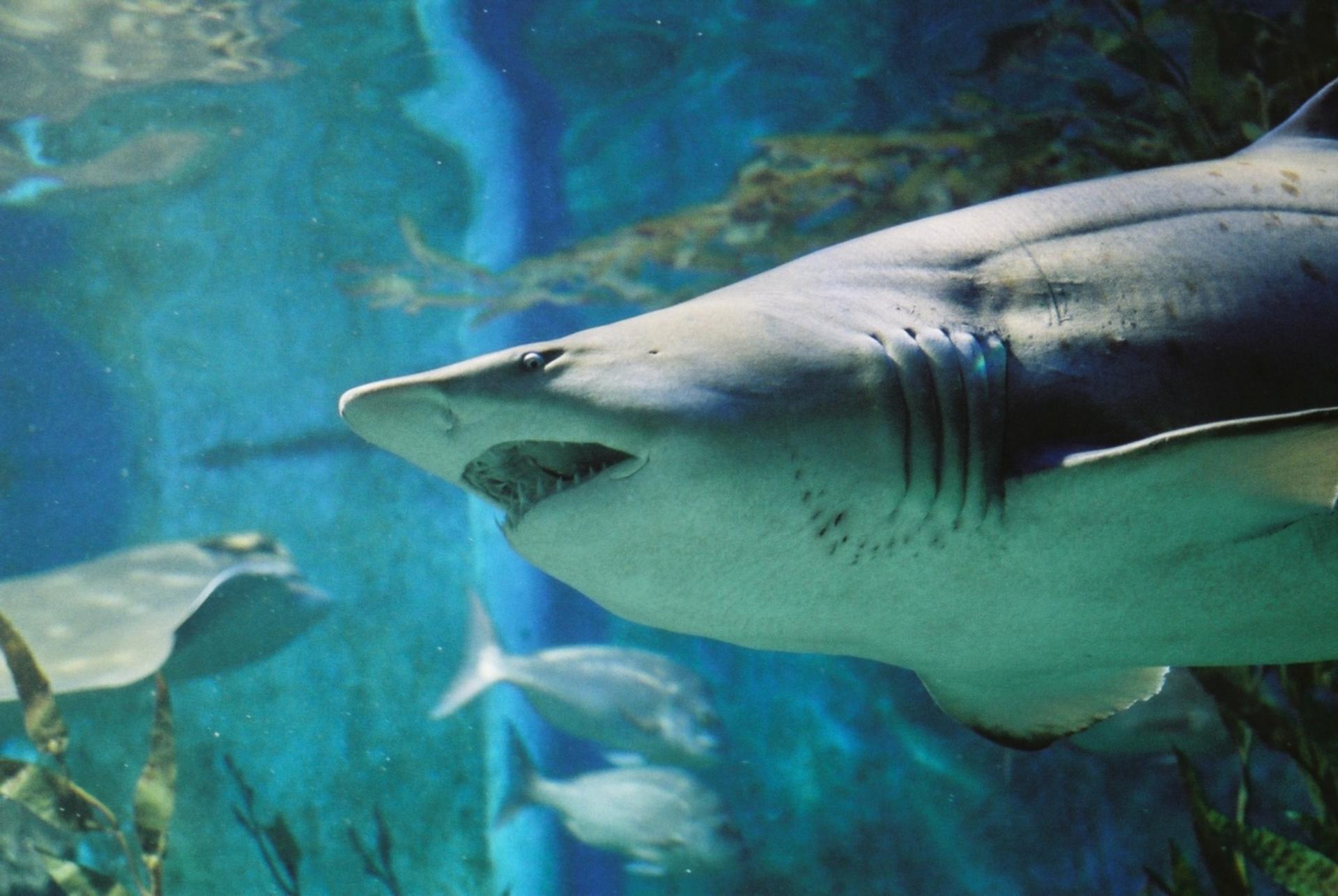 SEA LIFE Melbourne Aquarium Shark Dive Xtreme Experience - Thumbnail 4