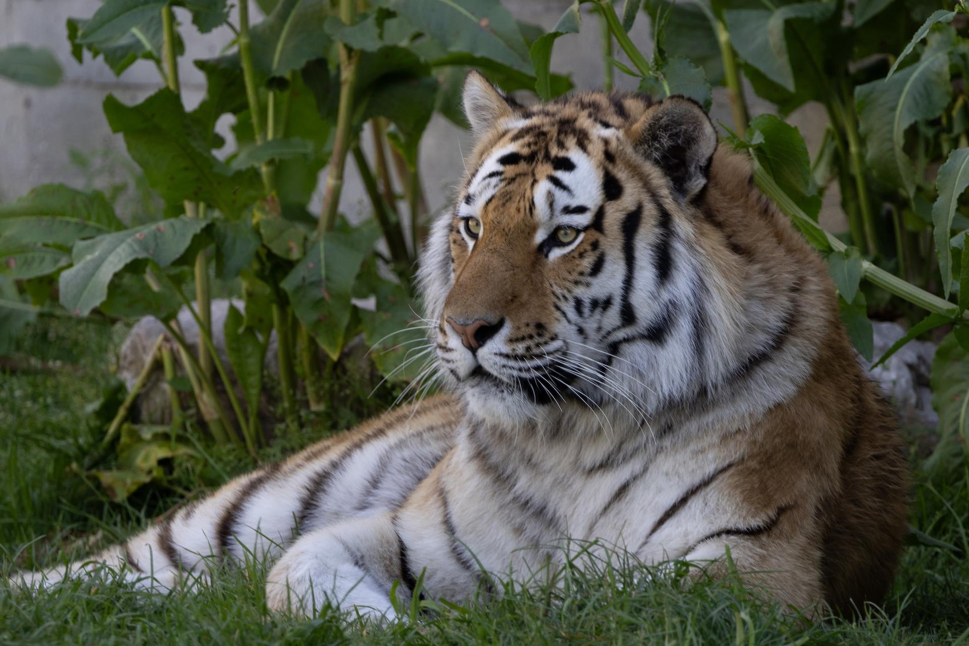 Zoo Aquarium Admission in Madrid - Thumbnail 12