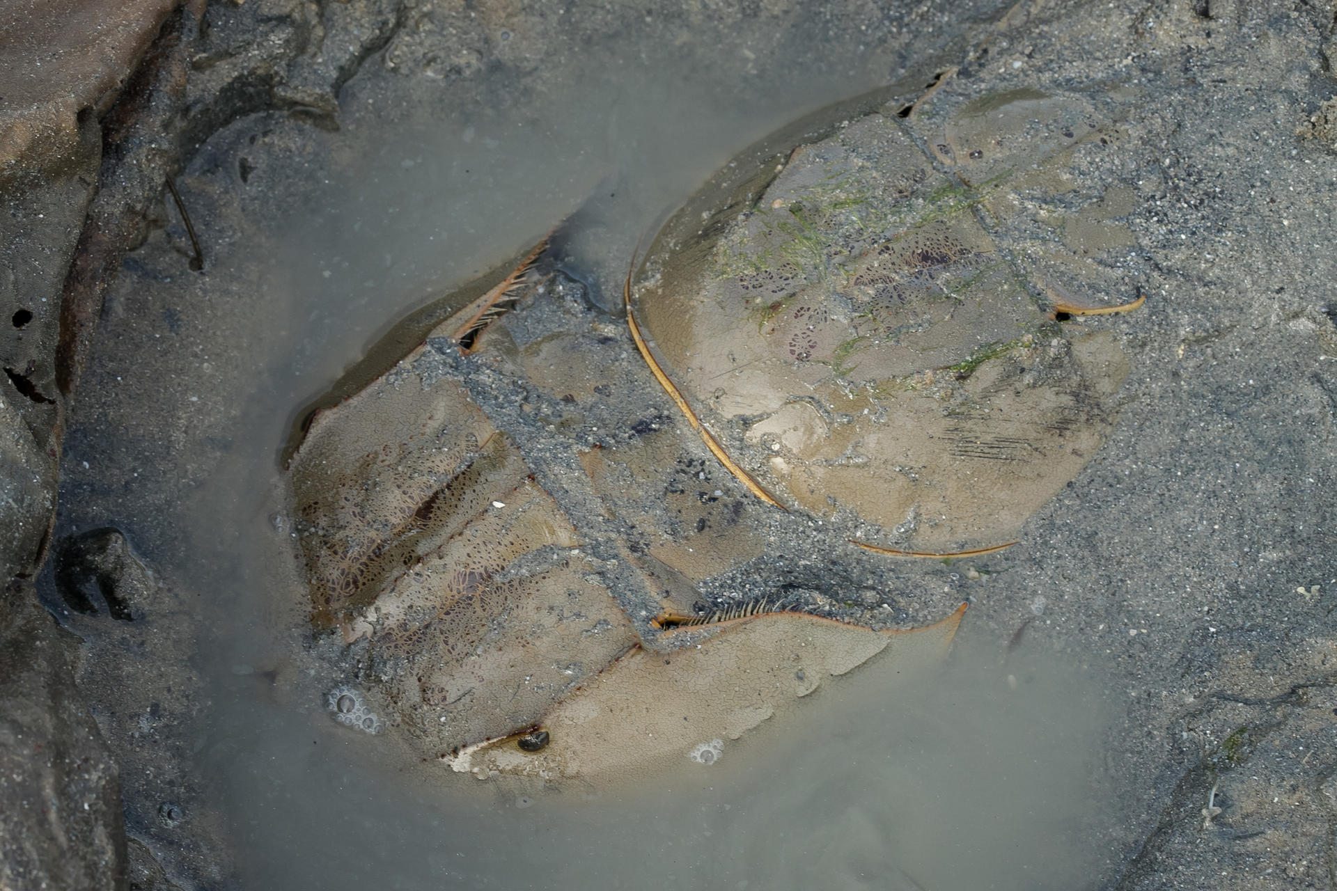 Experiential Intertidal Exploration by The Untamed Paths - Thumbnail 13