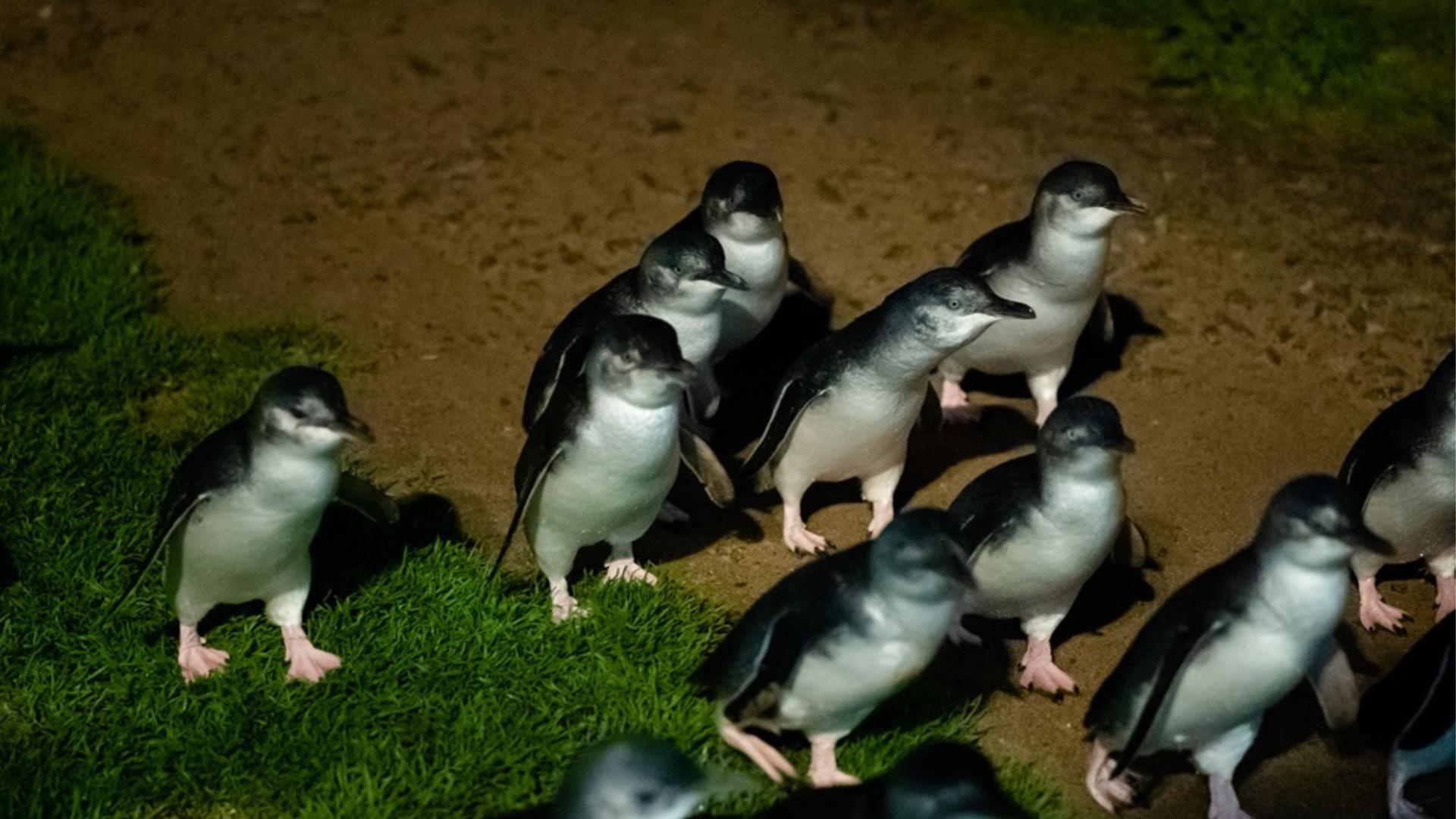 Penguin Parade Experience Tour from Melbourne - Image 1