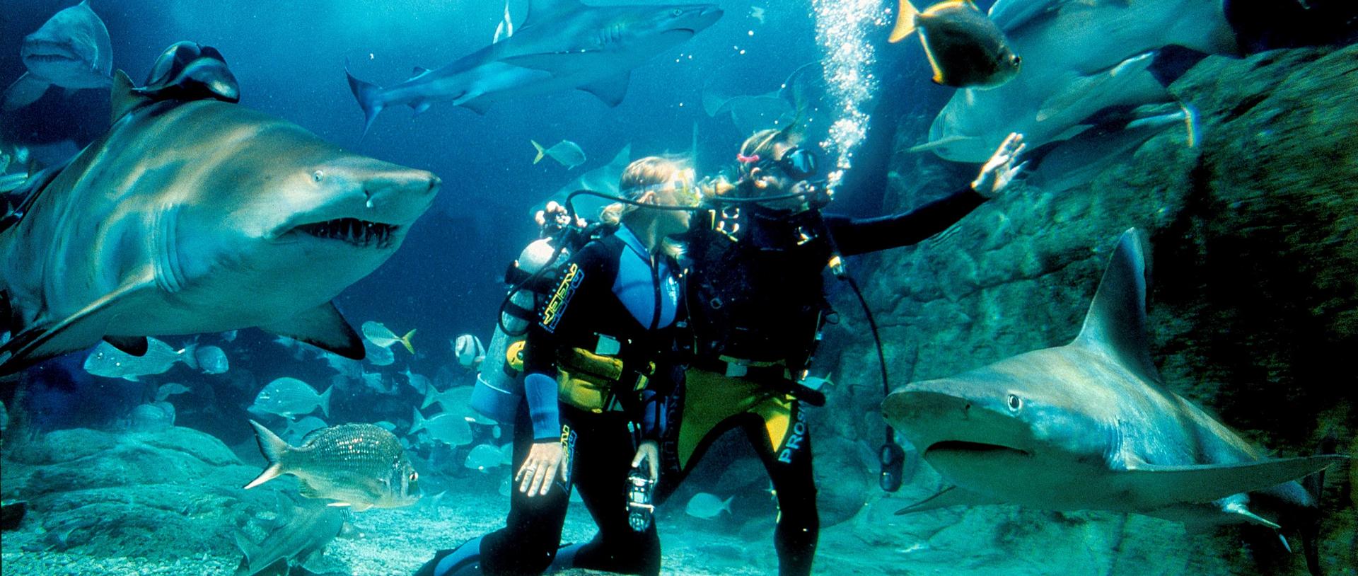 SEA LIFE Melbourne Aquarium Shark Dive Xtreme Experience - Image 1