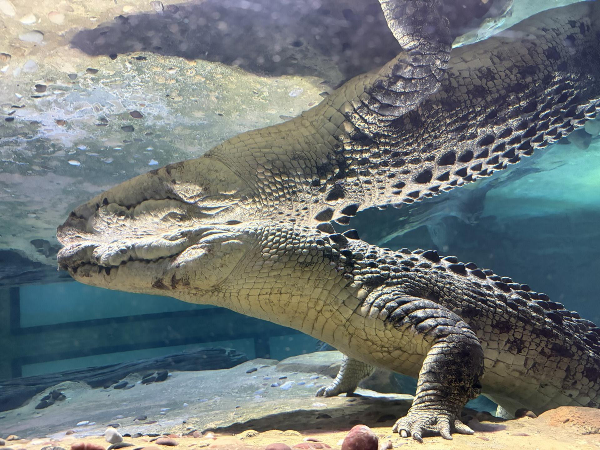 SEA LIFE Melbourne Aquarium Ticket - Thumbnail 12