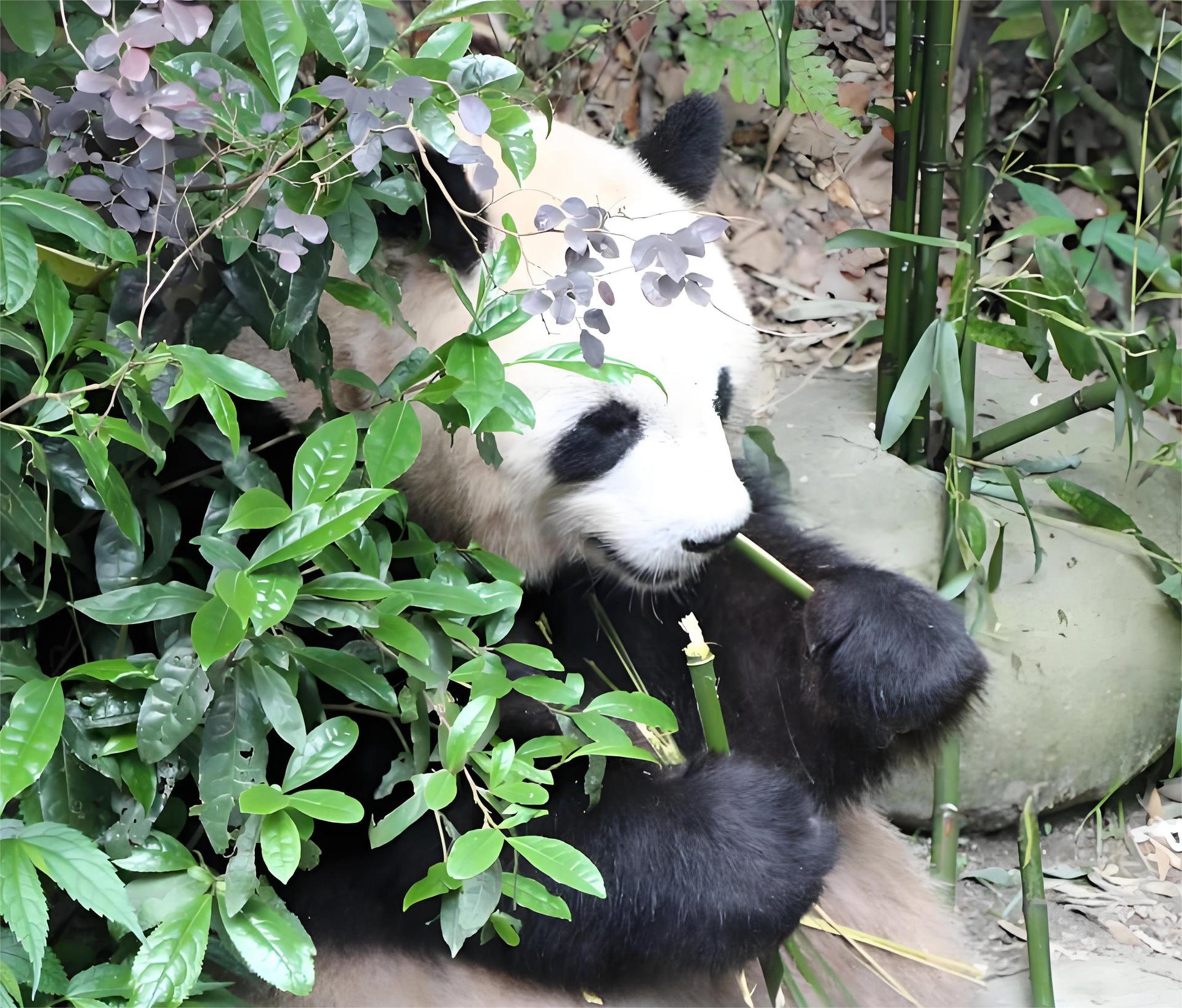 Private Day Tour to Panda Valley & Dujiangyan from Chengdu - Image 1