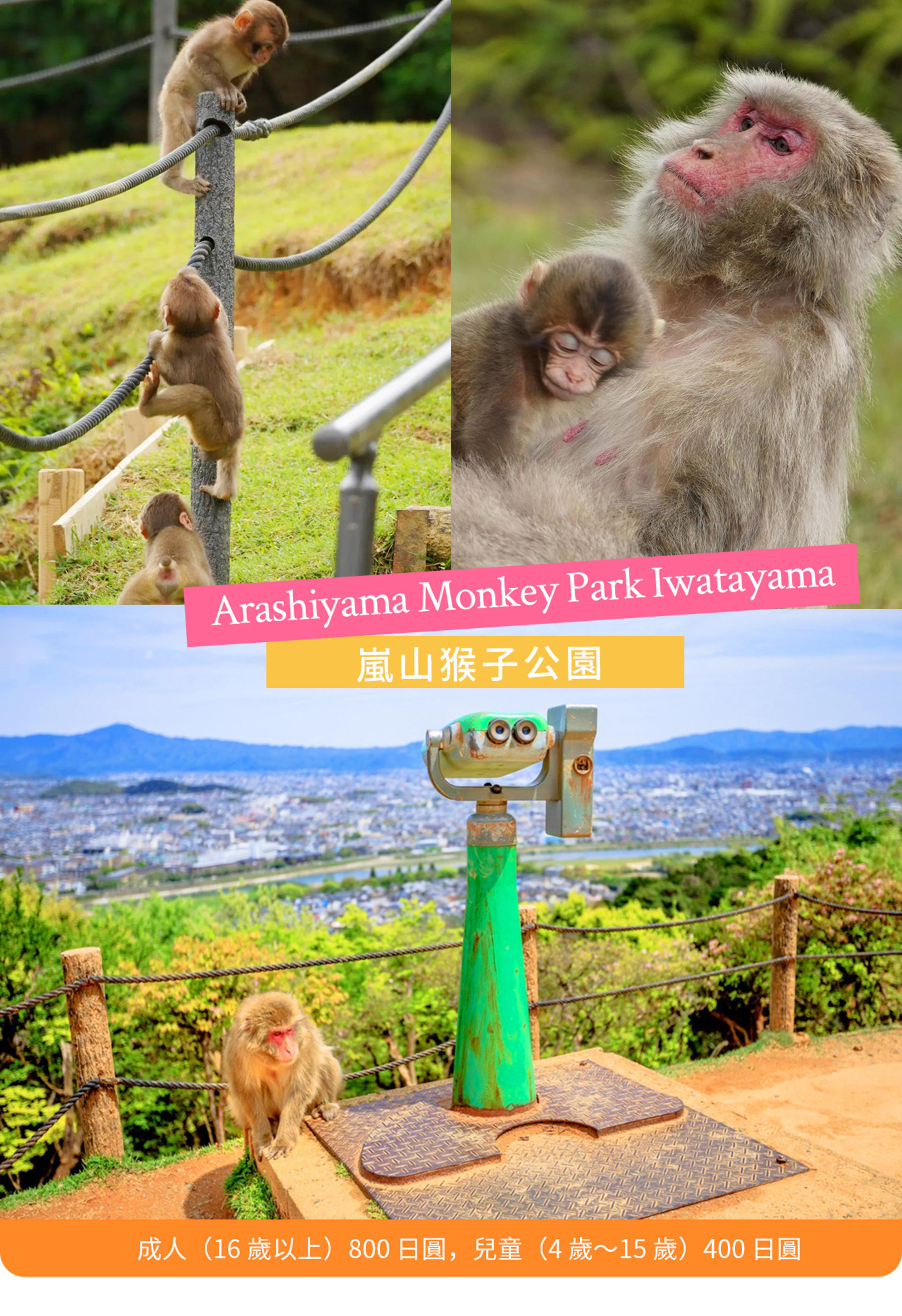 Kyoto, Arashiyama, Nara: Sagano Scenic Railway, Bamboo Forest Path, Yuzen Forest of Light, Nara Park, Fushimi Inari Shrine, Chiikawa Store Visit Day Trip | Departure from Osaka - Thumbnail 18